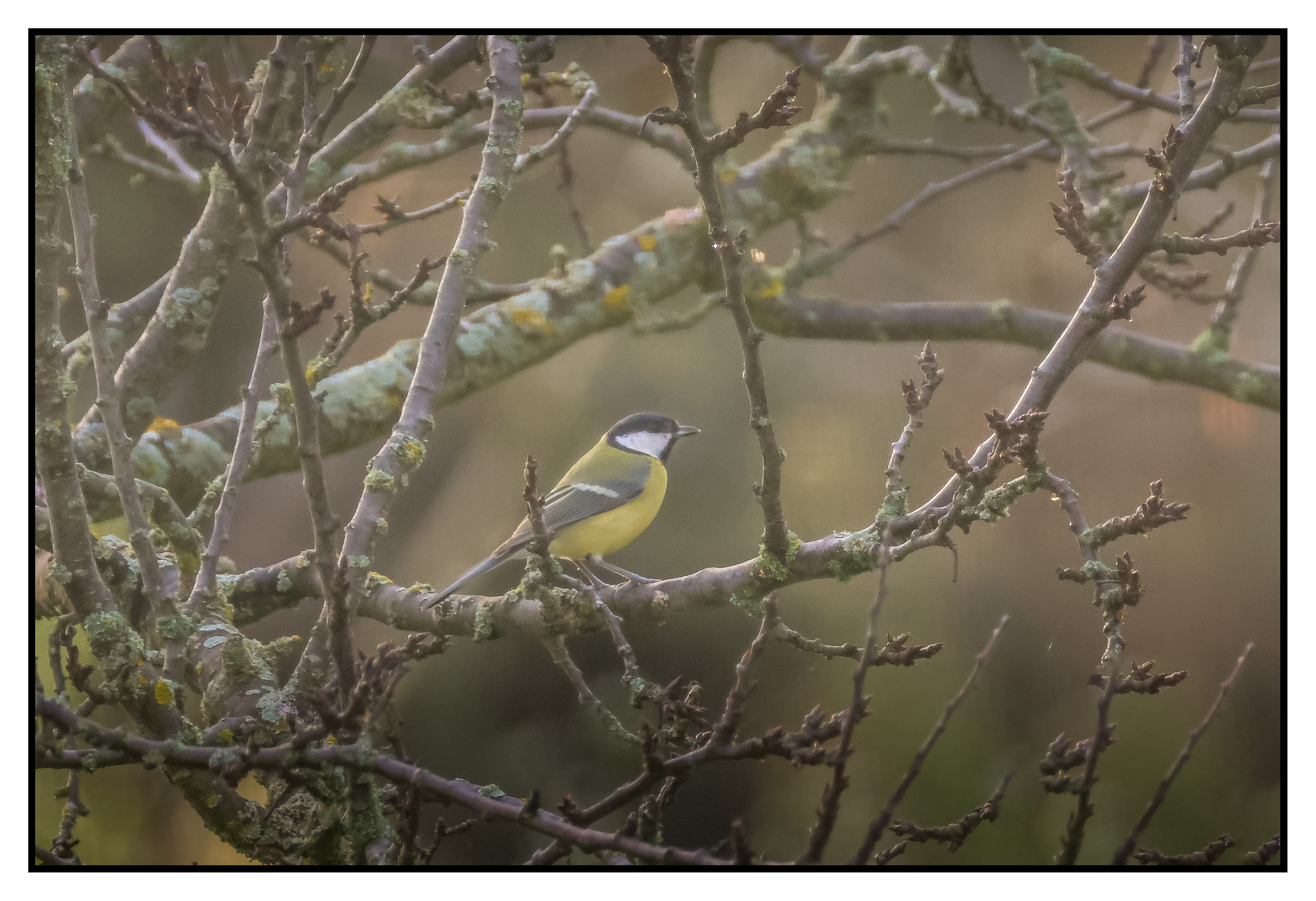Mésange Charbonnière