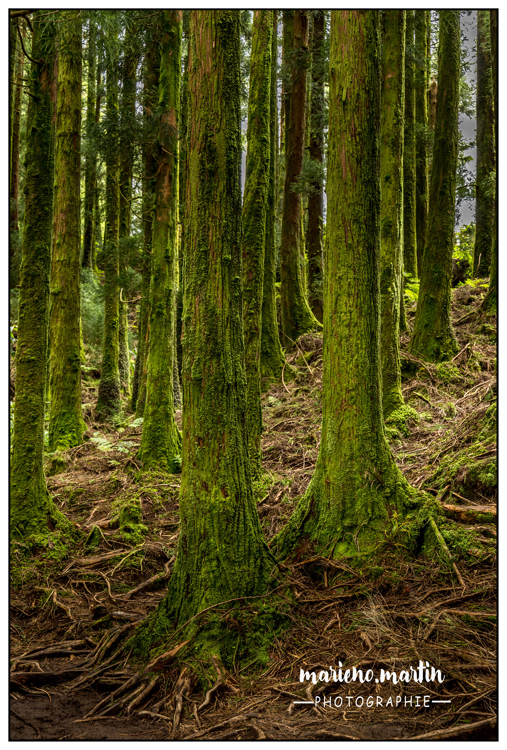 Forêt açorienne