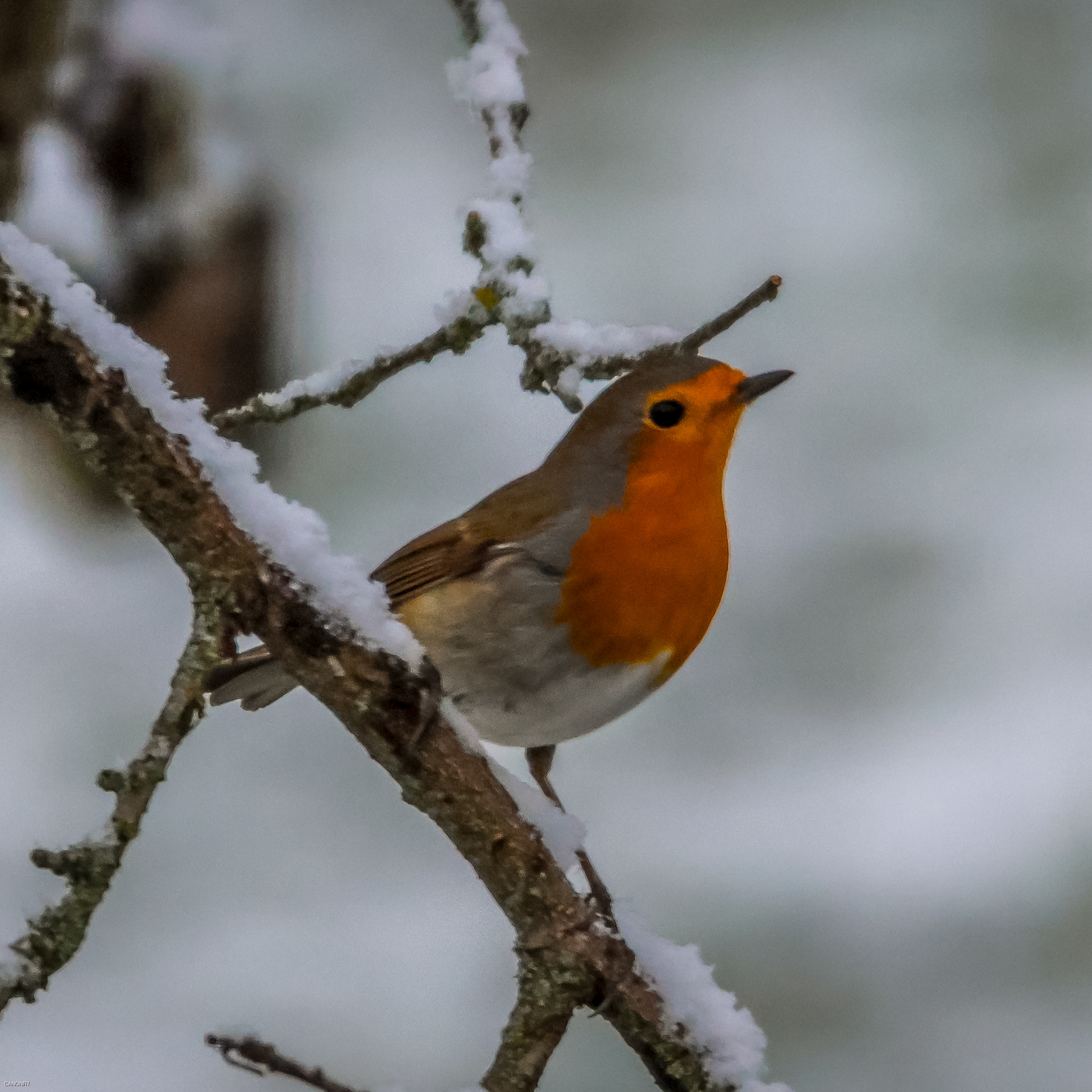 Le pensionnaire du jardin