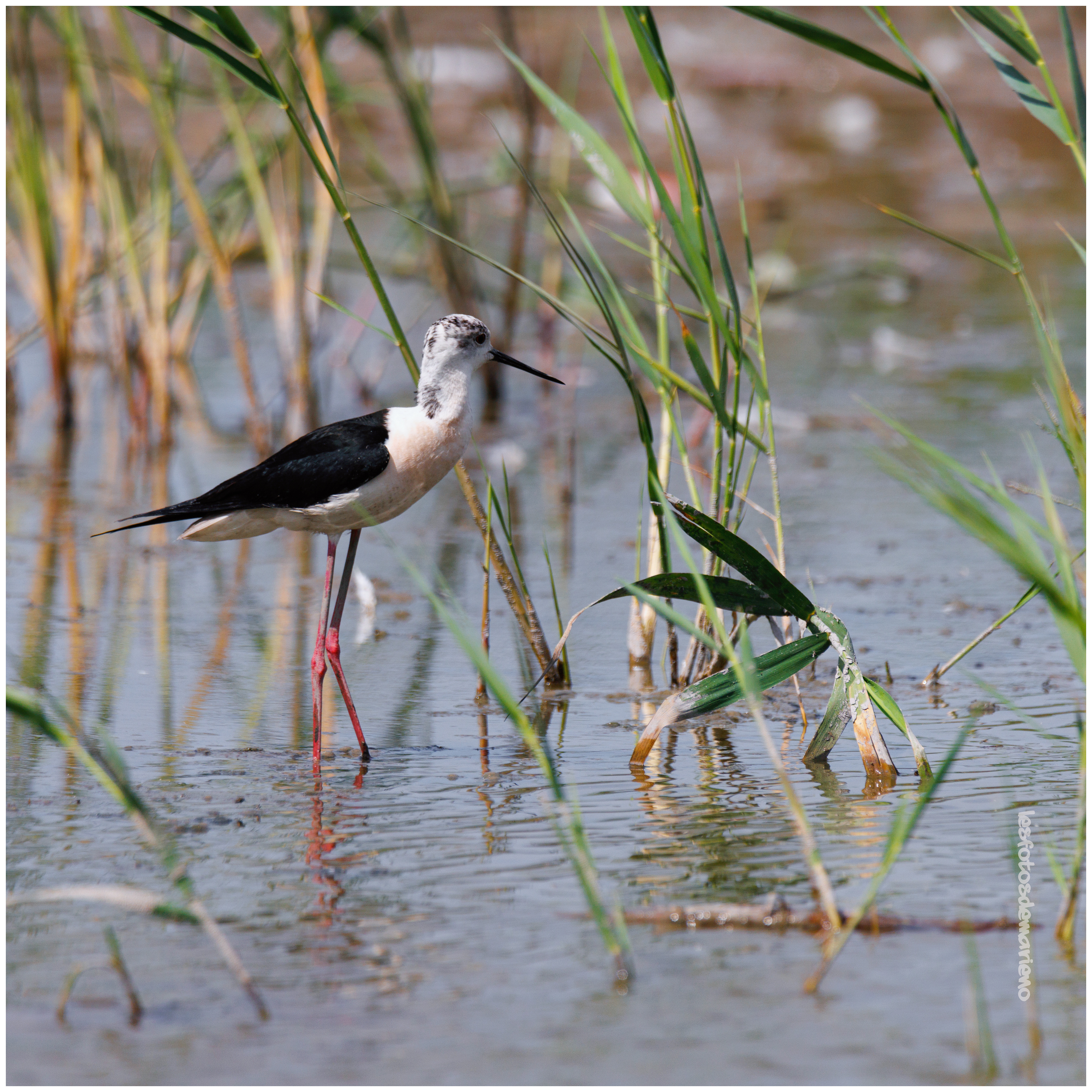 Echasse dans les joncs