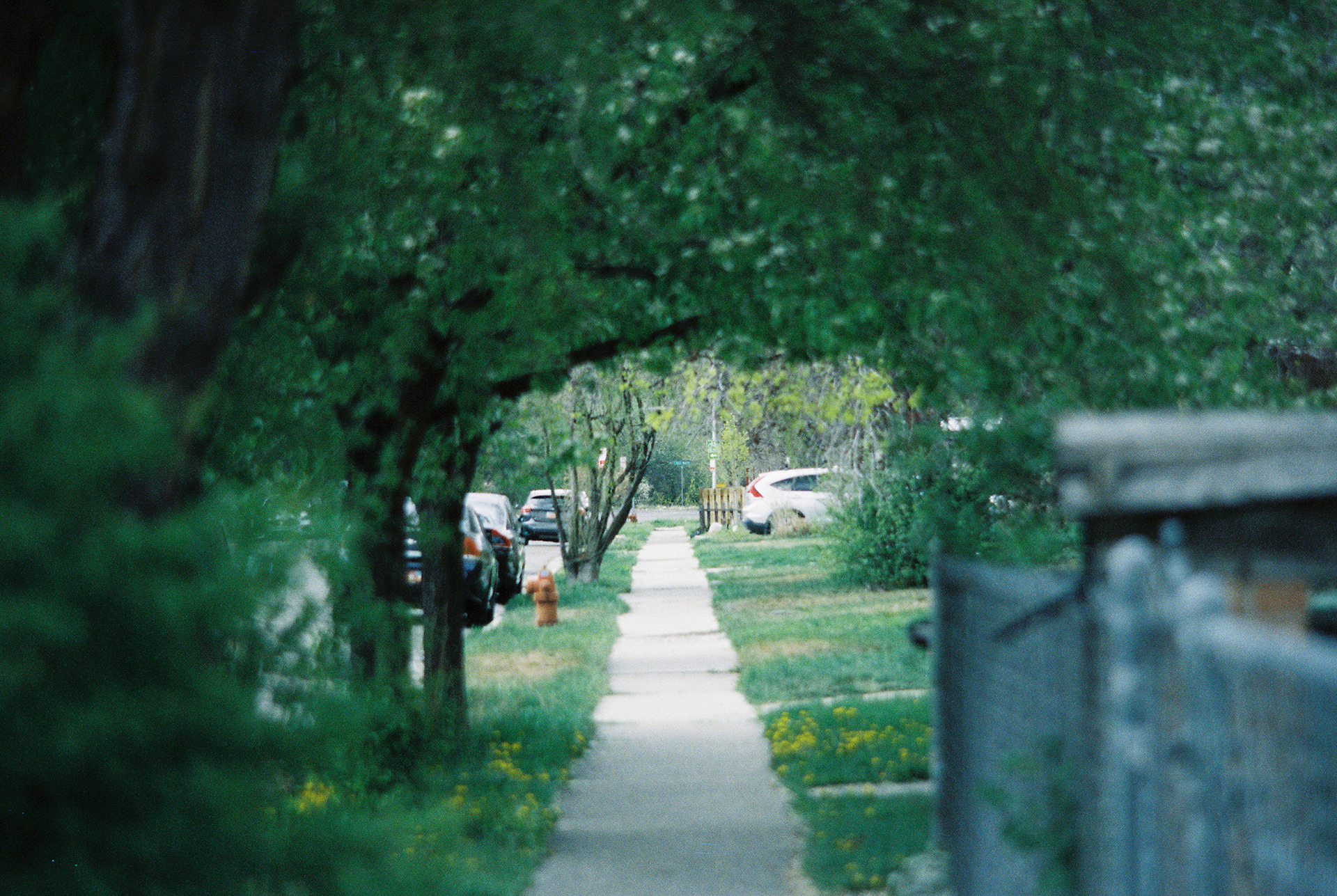 Minolta XG-7, Candido 800