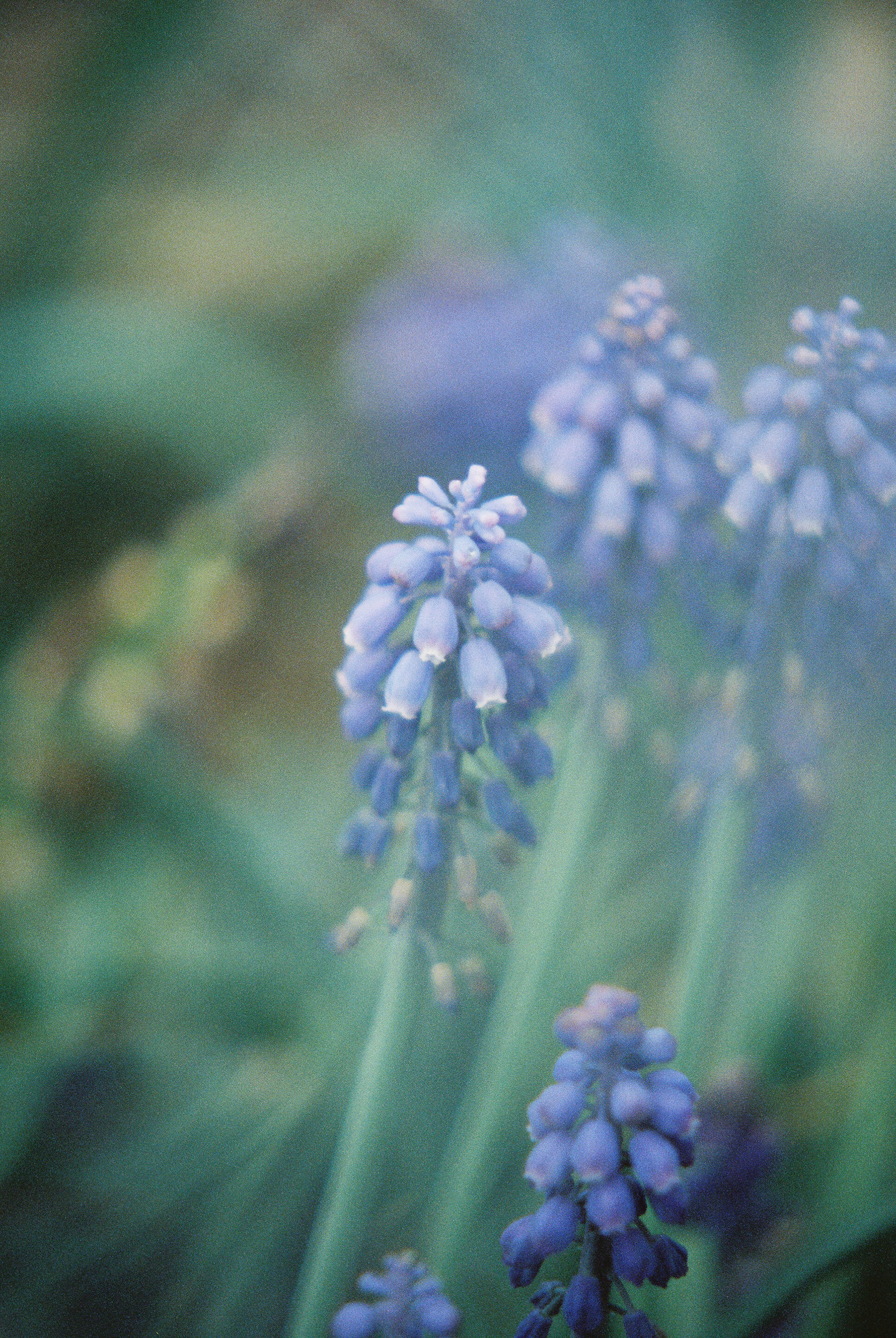 Minolta XG-7, Candido 800