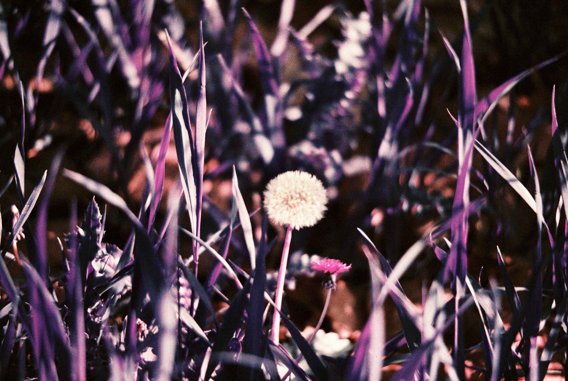 Minolta XG-7, LomoChrome Purple 200