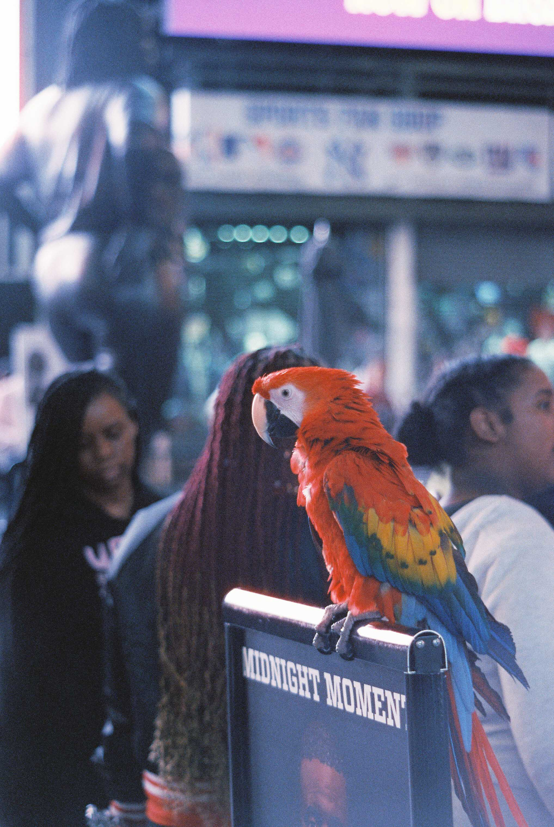 Minolta XG-7, CineStill 800T