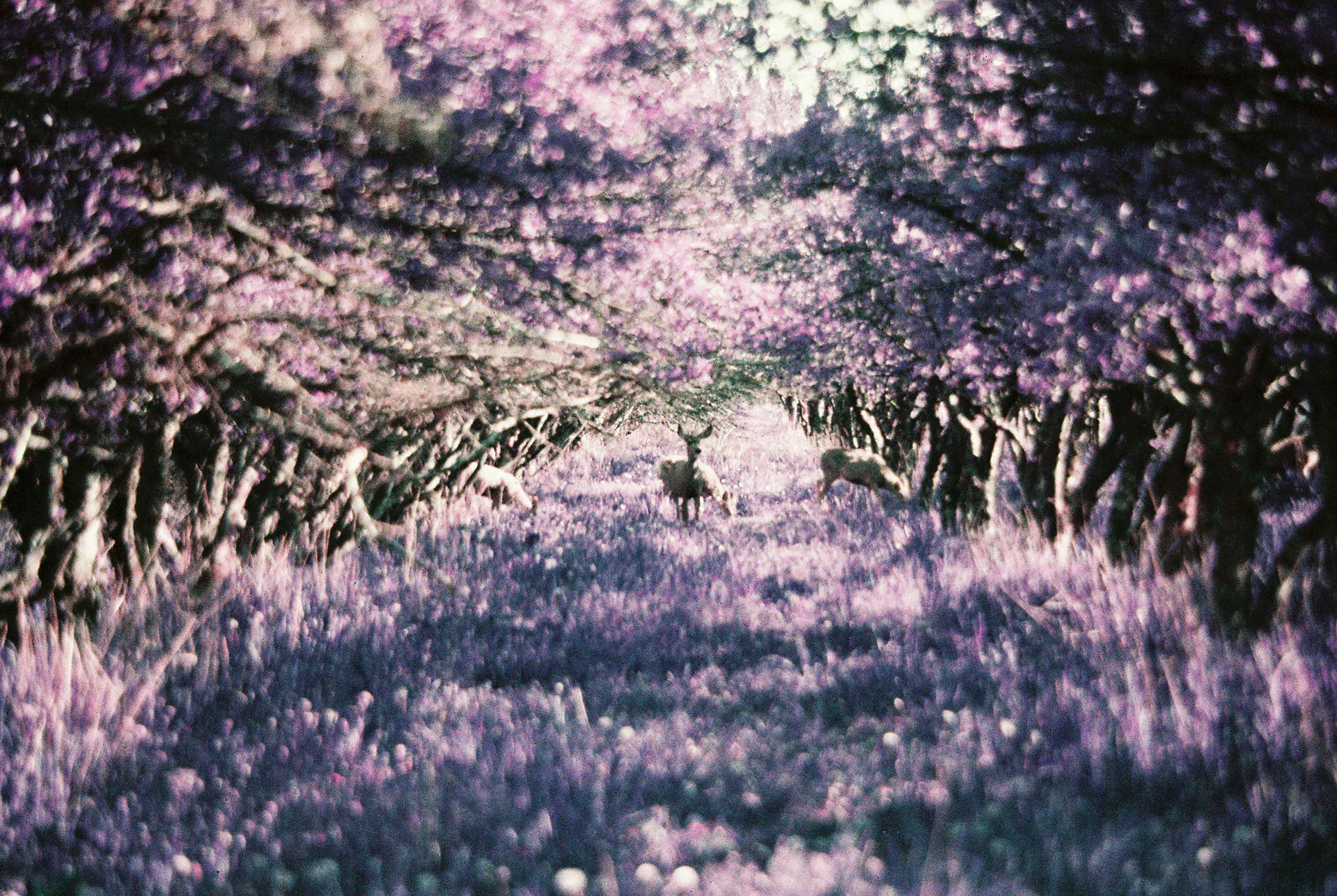 Minolta XG-7, LomoChrome Purple 200