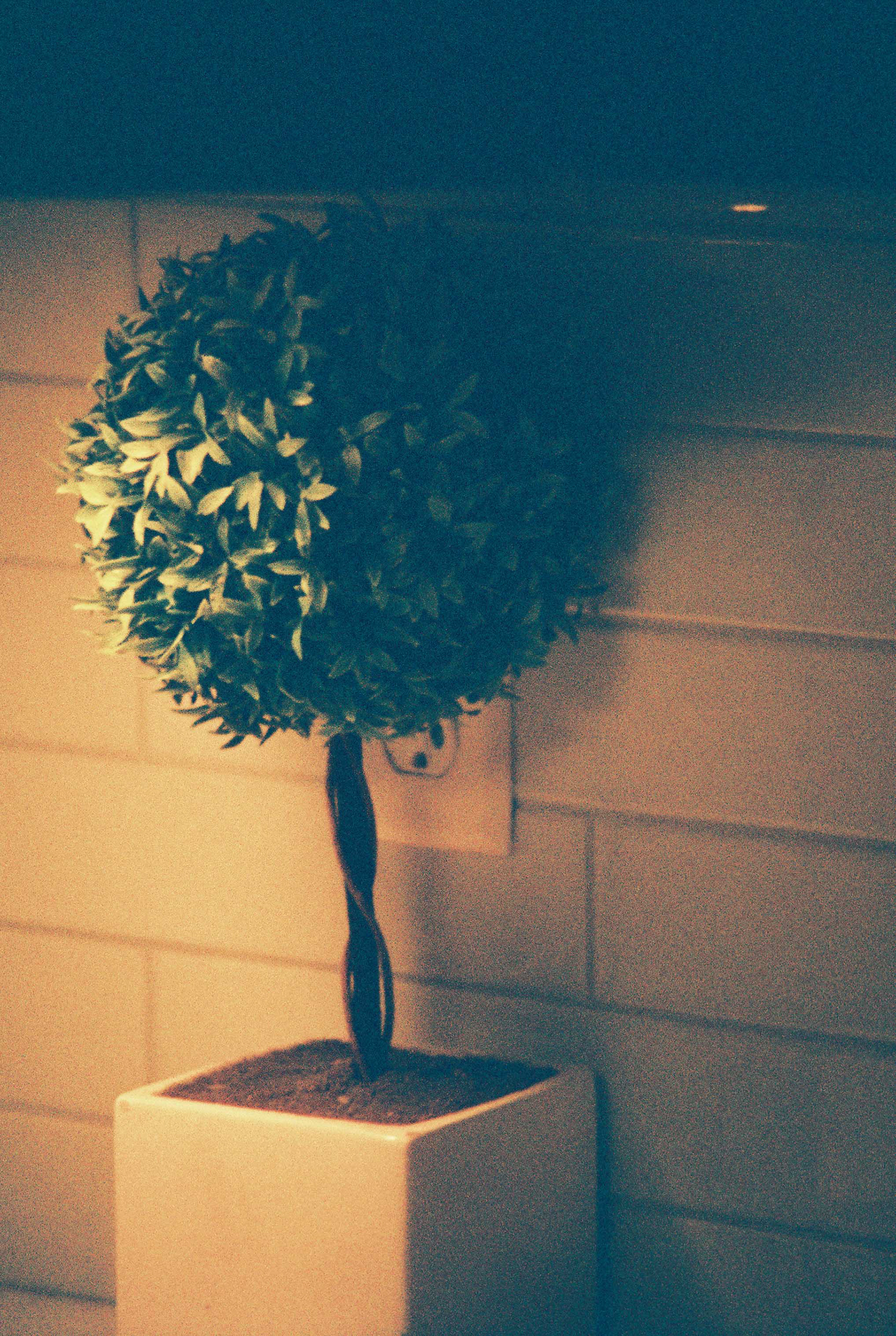 Minolta XG-7, Harman Phoenix 200