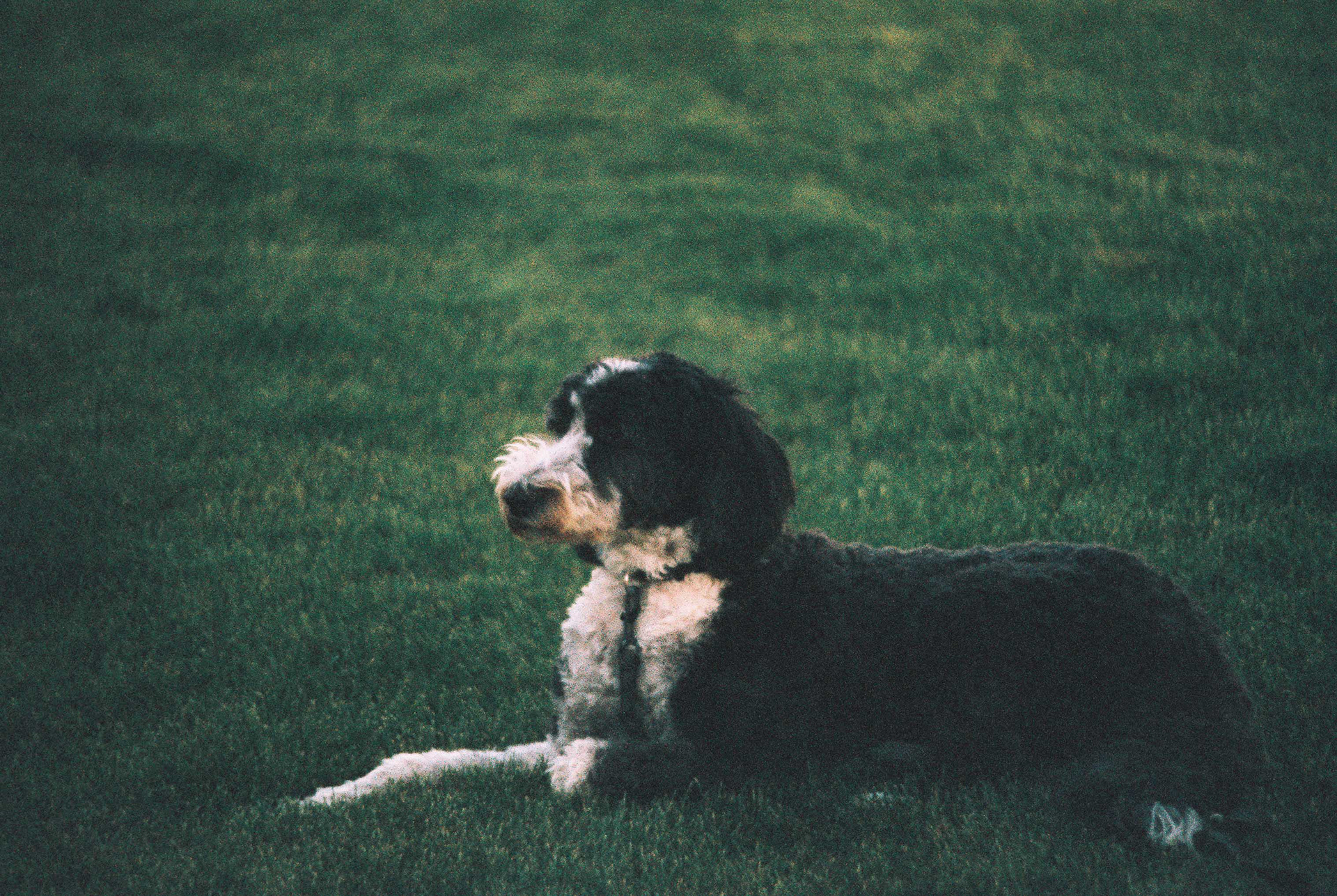 Minolta XG-7, Harman Phoenix 200