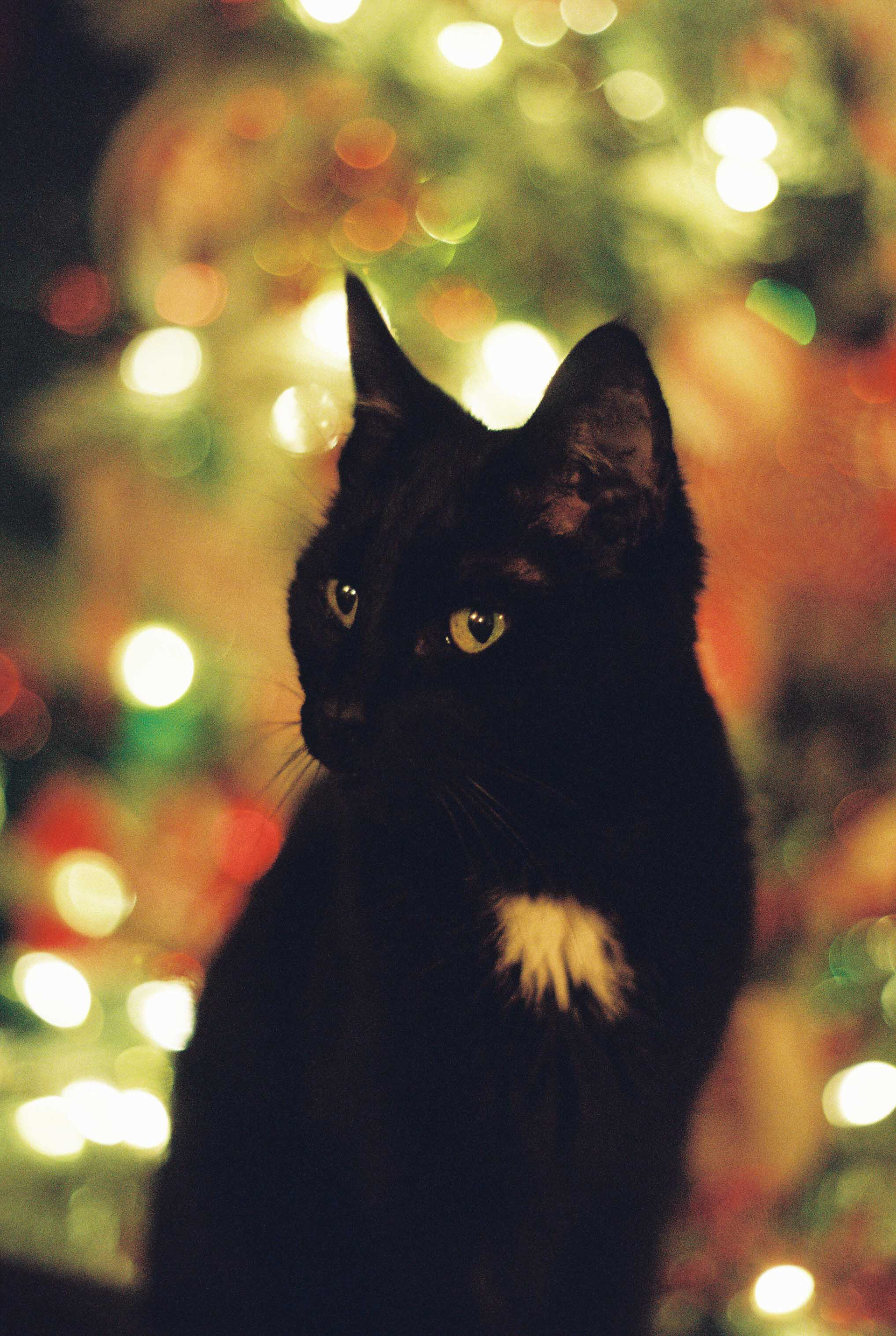 Minolta XG-7, Kodak Portra 800