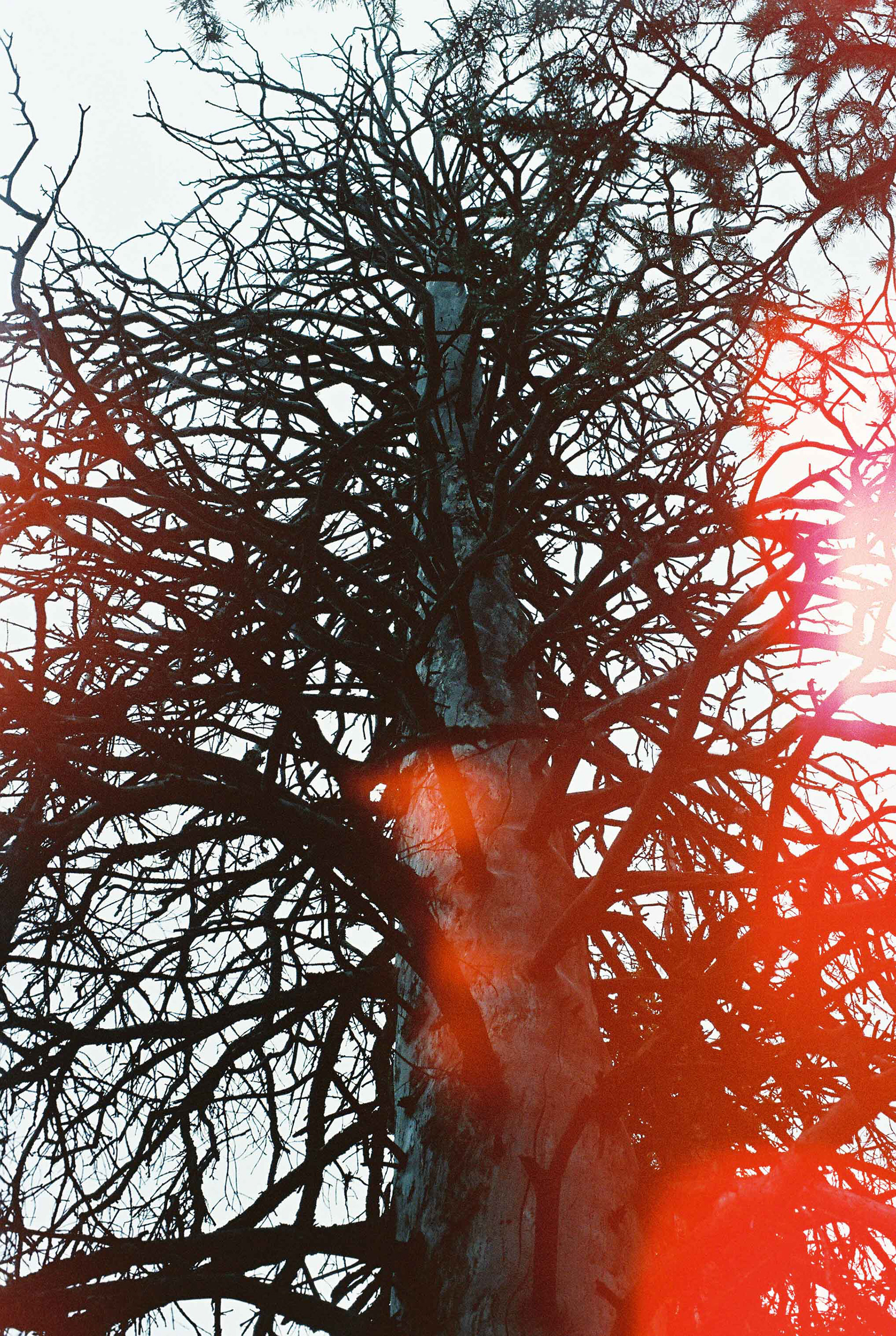 Minolta XG-7, Psychedelic Blues #3