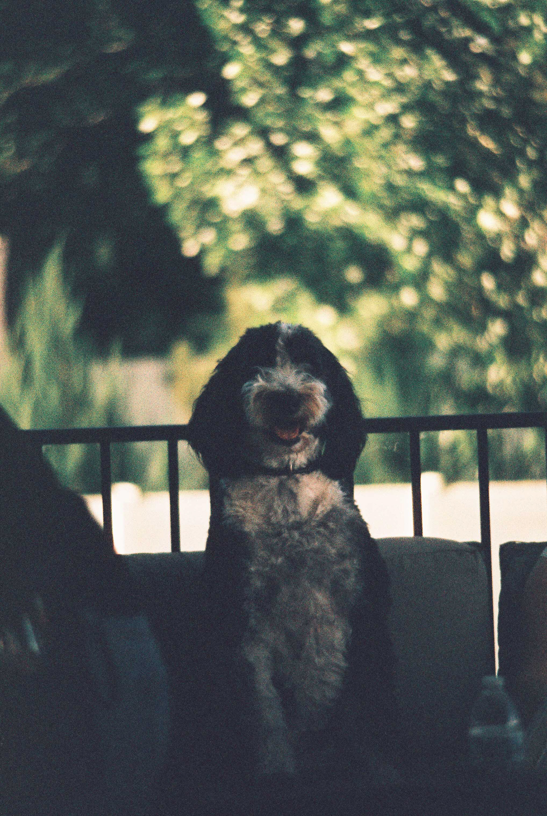 Minolta XG-7, Harman Phoenix 200