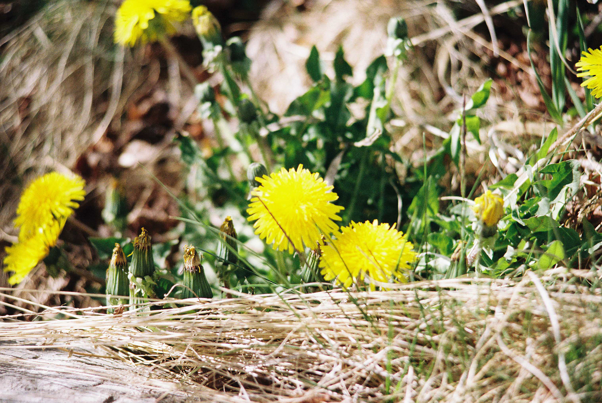 Minolta XG-7, Fujifilm 200