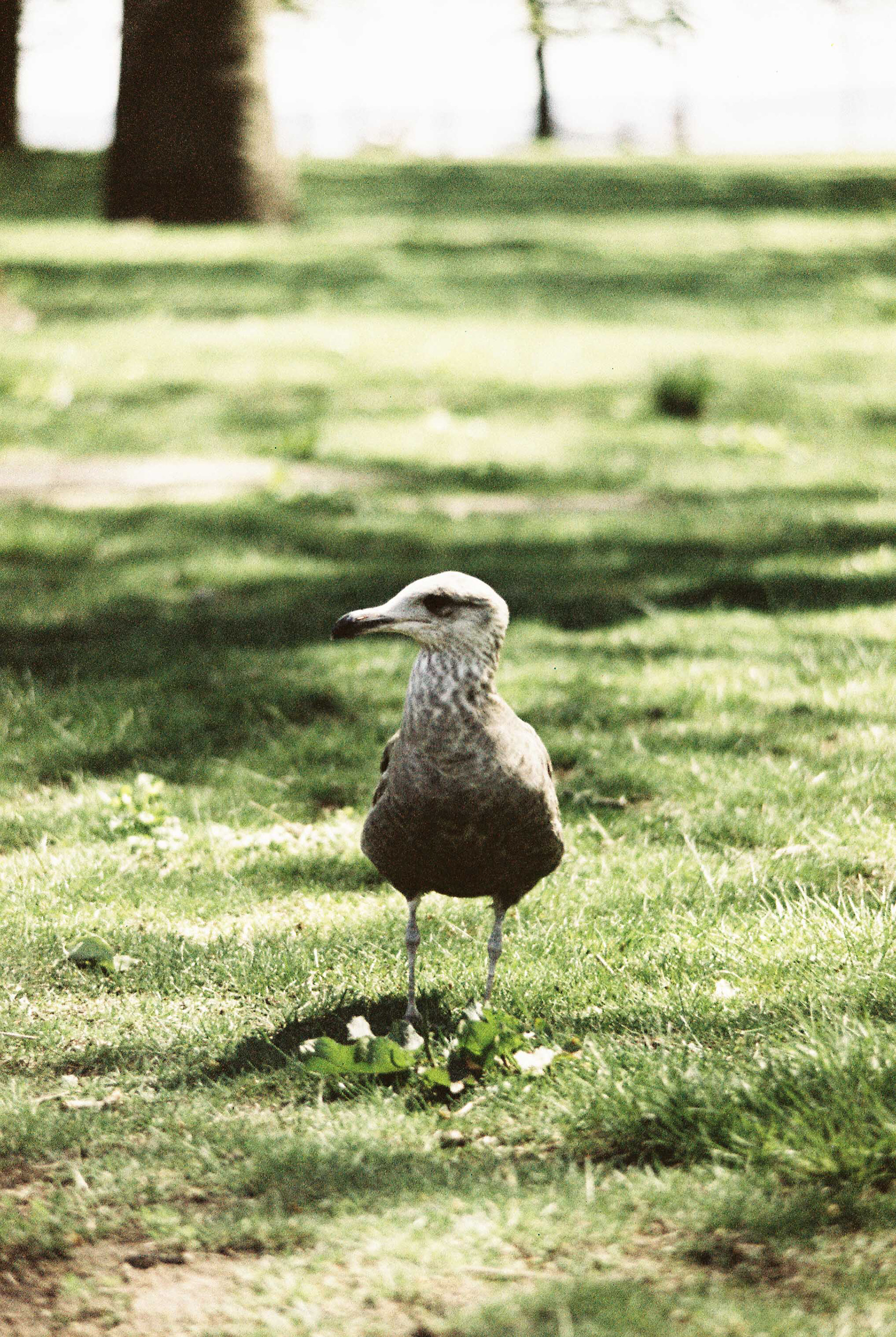 Minolta XG-7, LomoChrome Metropolis 400