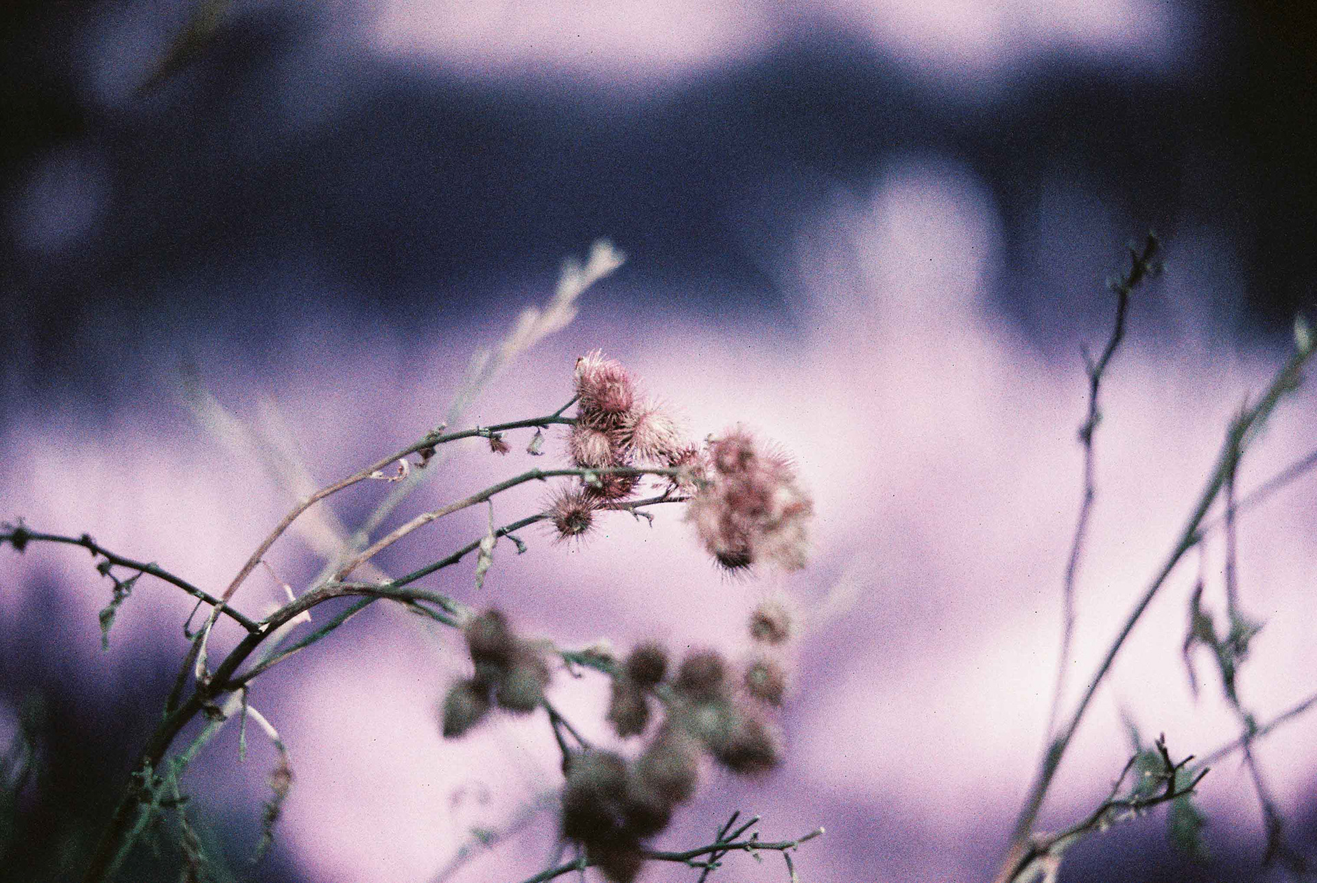 Minolta XG-7, LomoChrome Purple 200