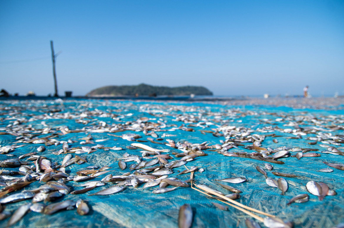 Fish drying on blue nets, Ngapali Beach, Myanmar.