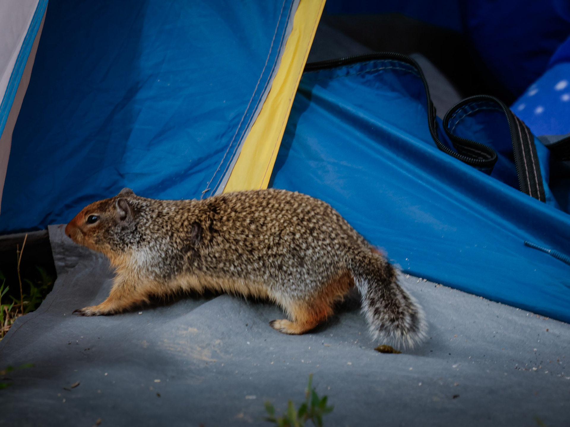 The ground squirrel that pooped on Soren's tent :(