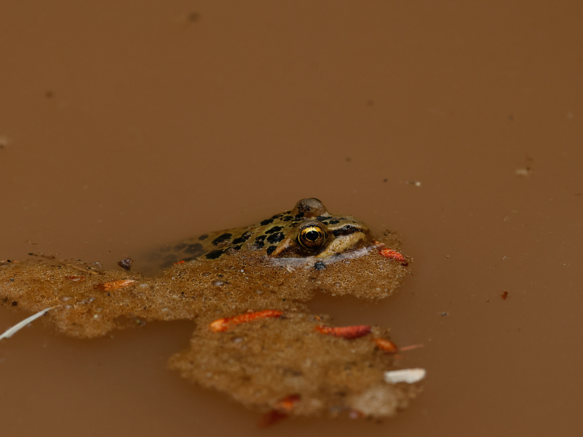 Those darn bigoted frogs...