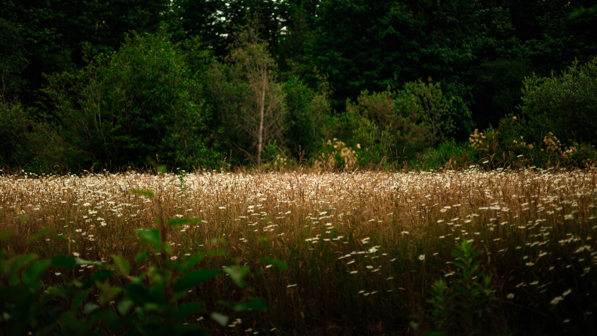 Abbotsford Discovery trail