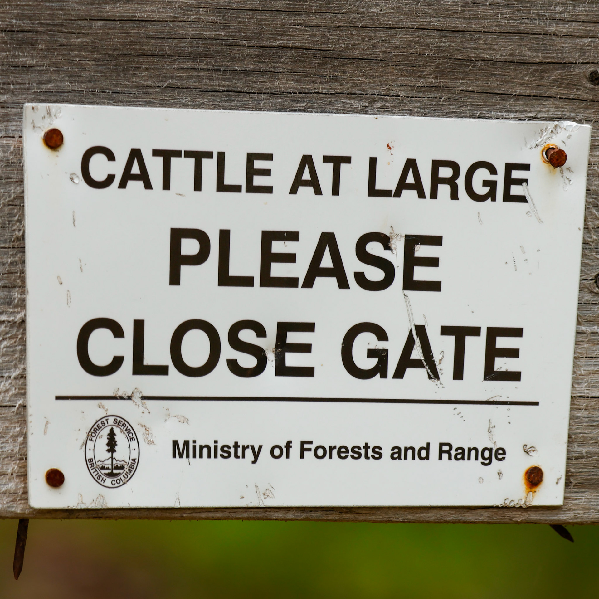 Cow bandits at large, careful!