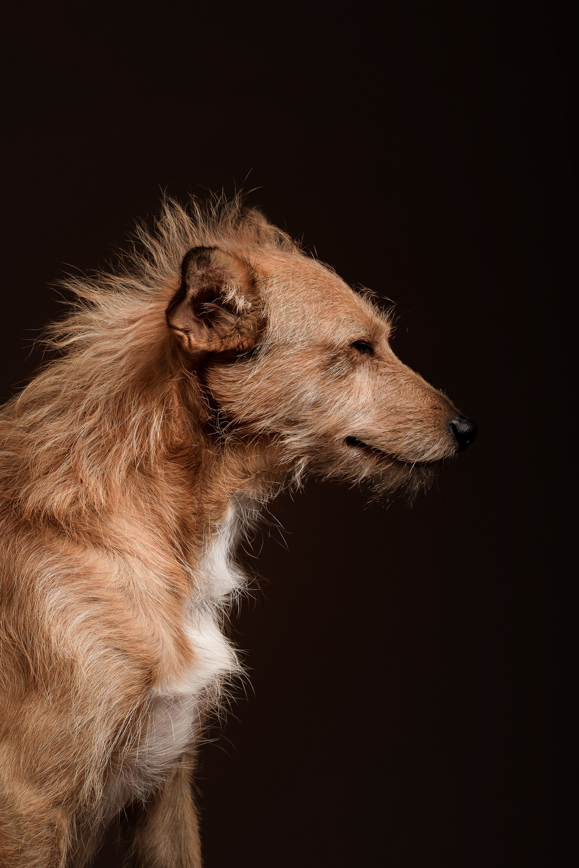 TOMMIE (My dog)