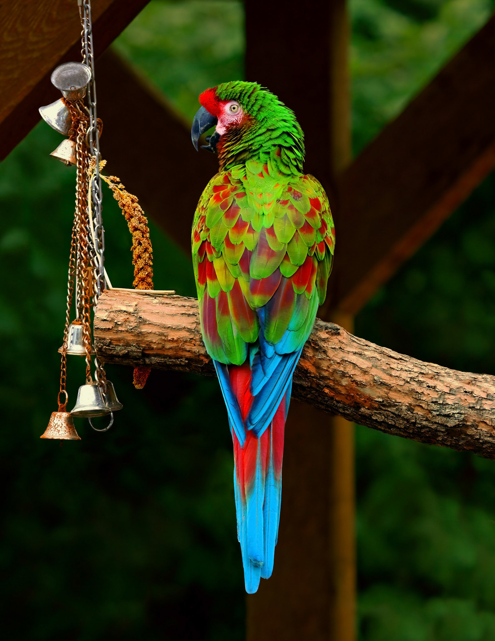Great green macaw