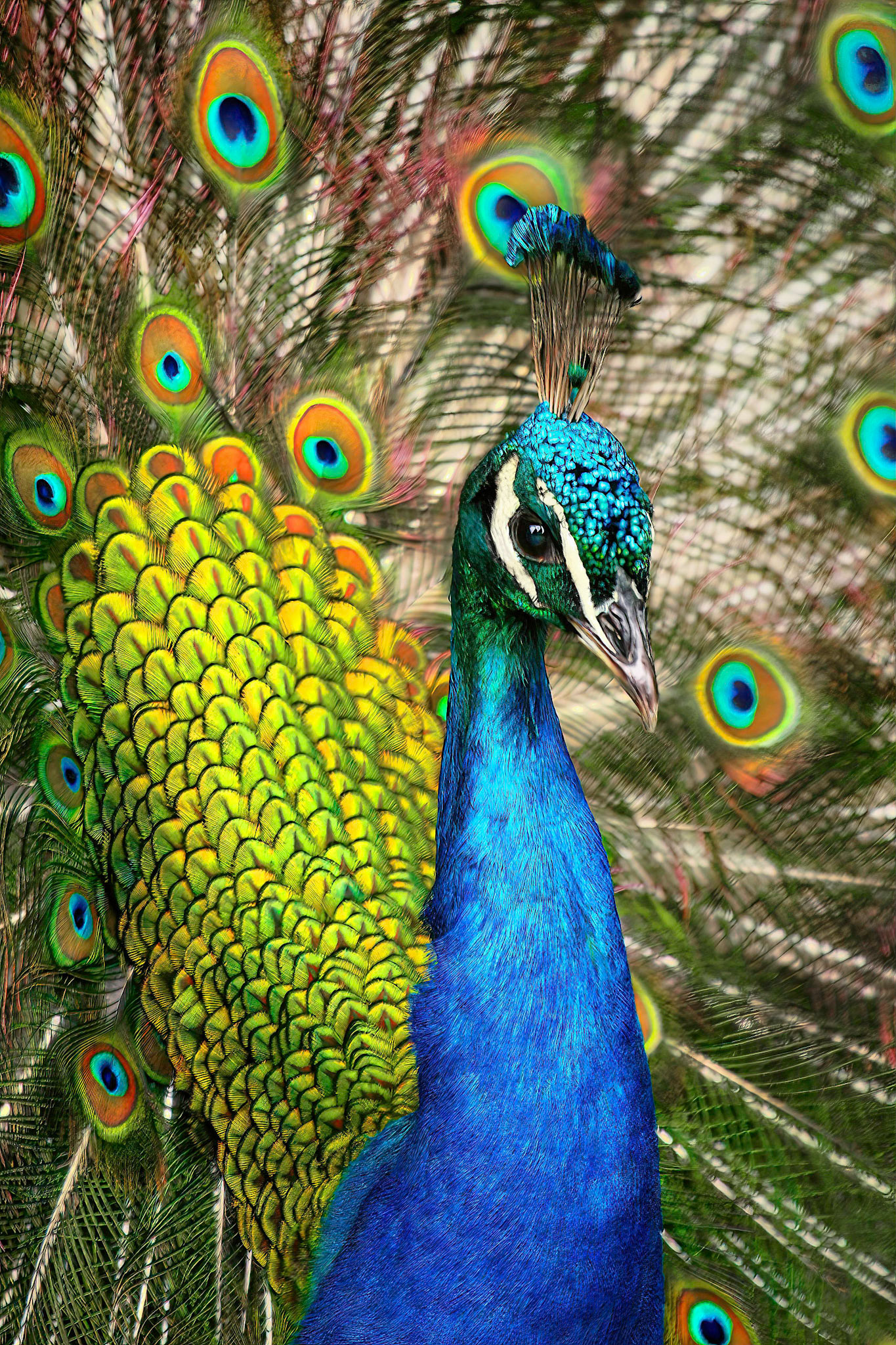 Magnificent Indian Peacock