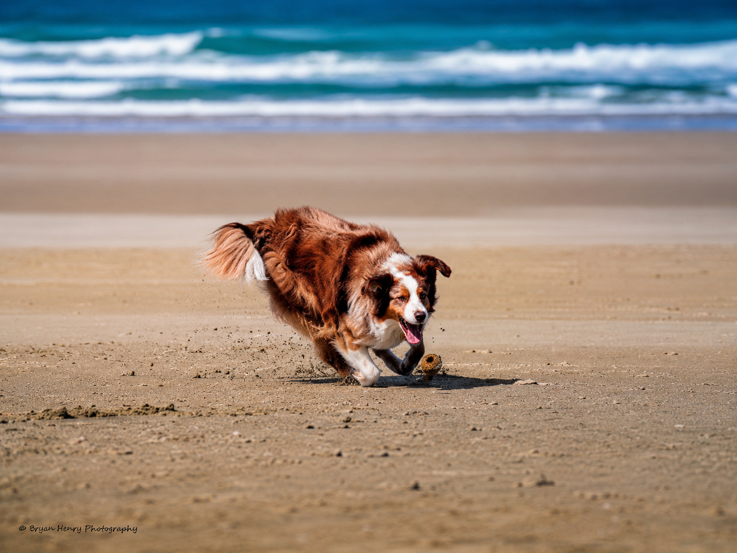 Newport Fetch