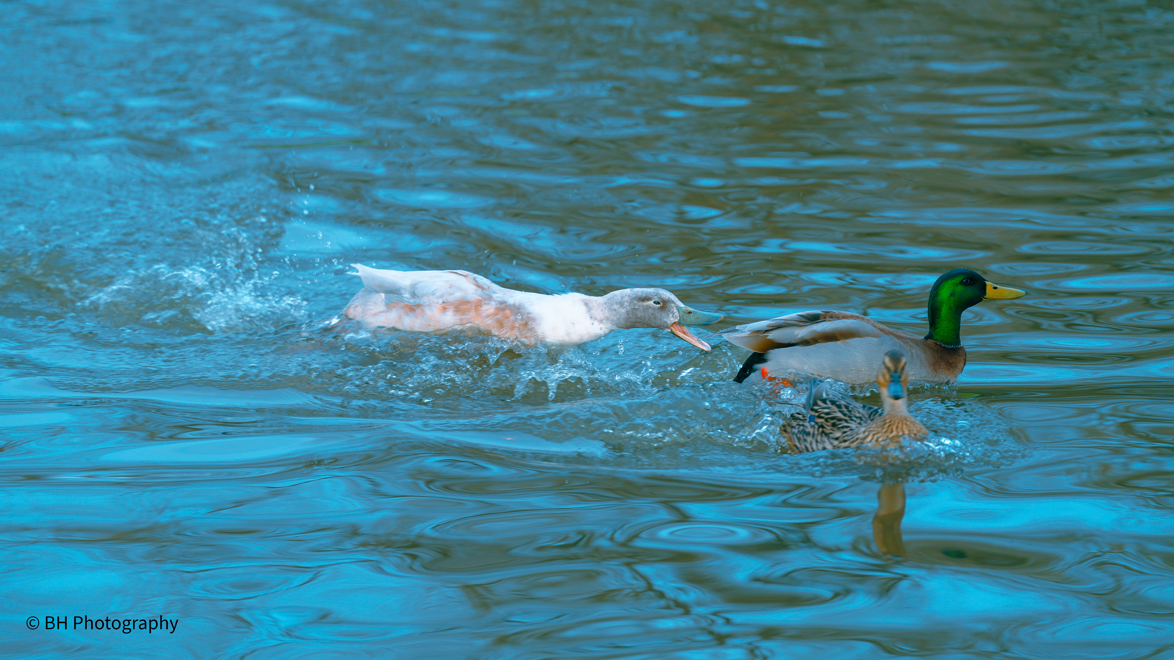 Angry Duck