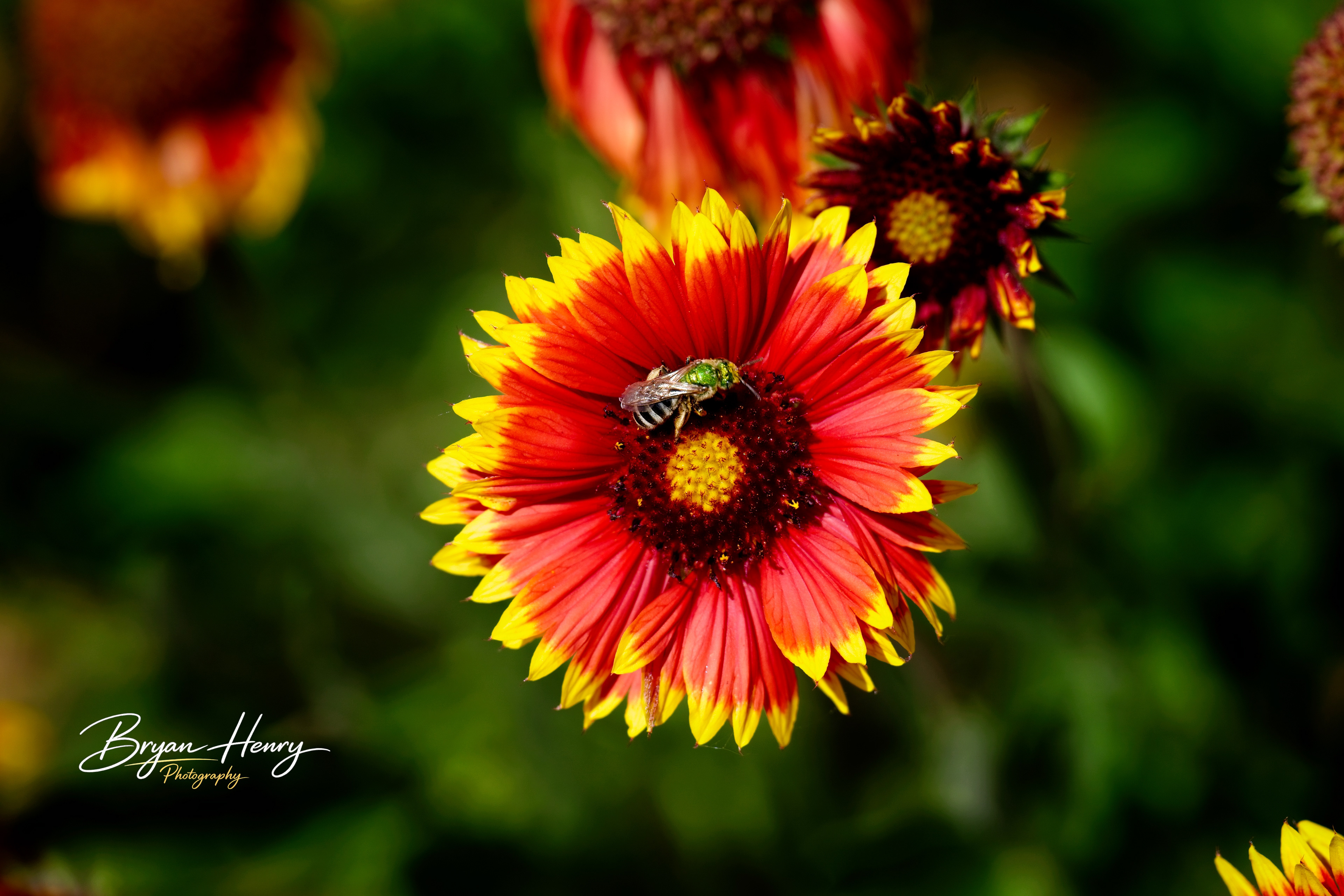 Pollen Stop