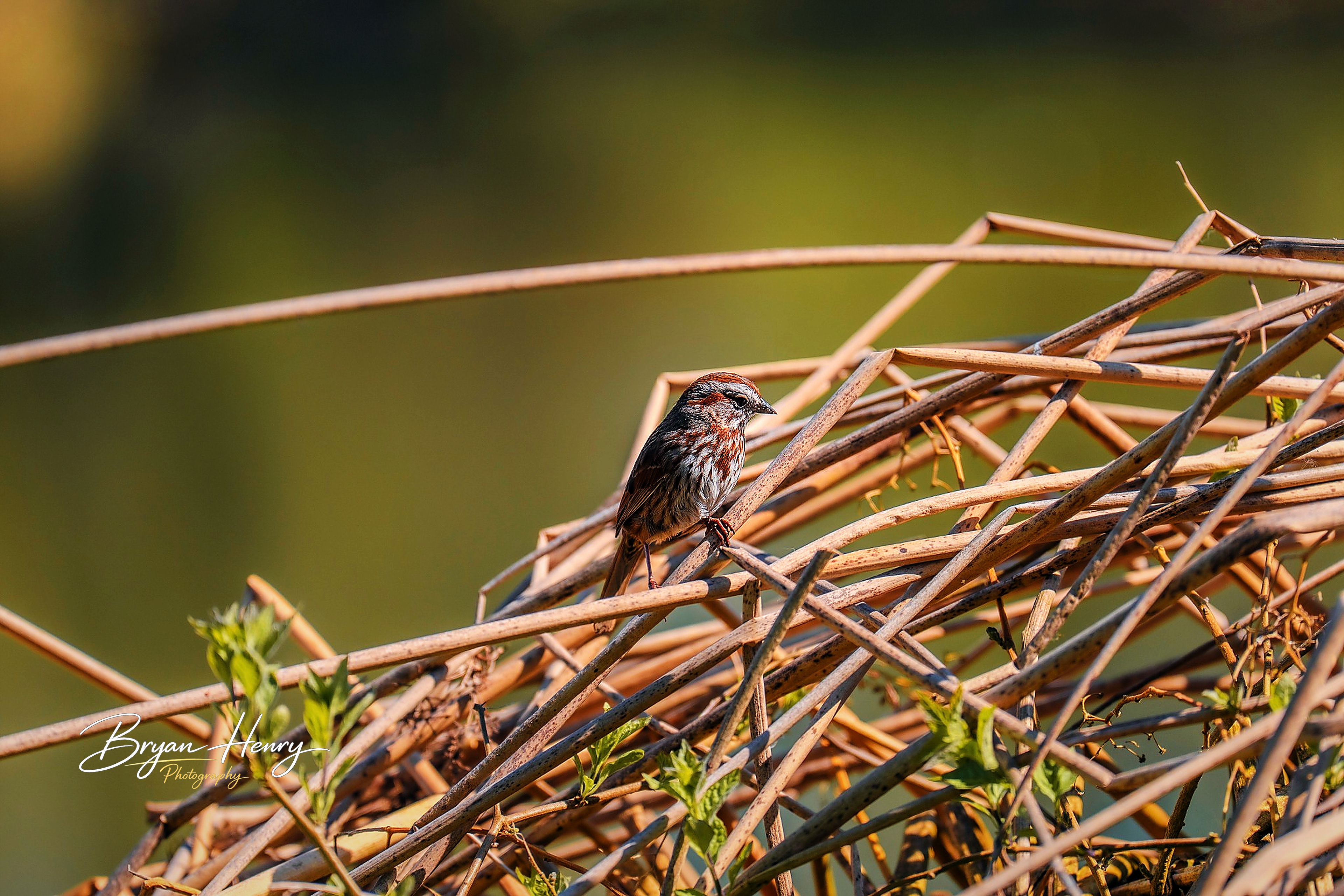Song bird delight