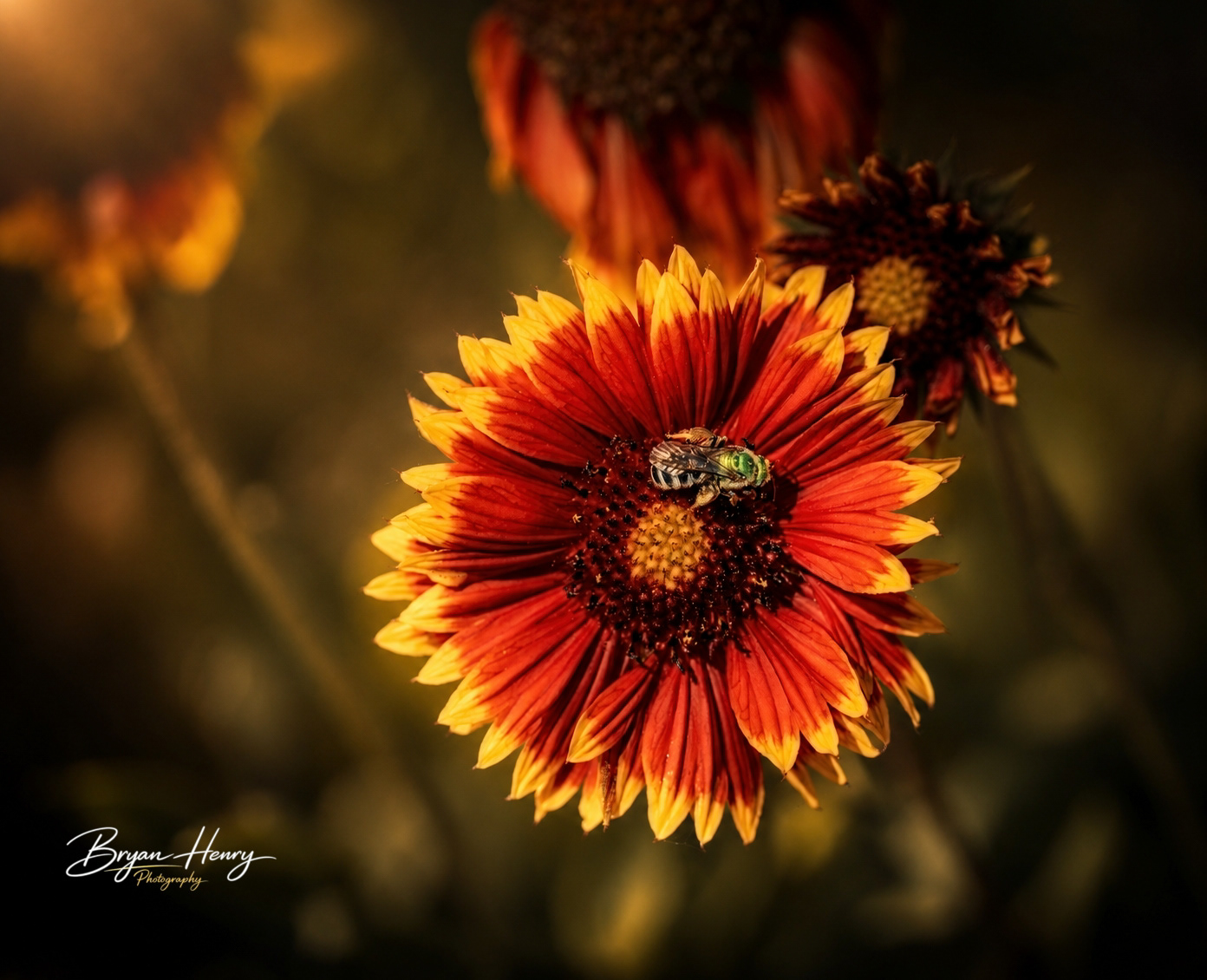 Pollen Stop