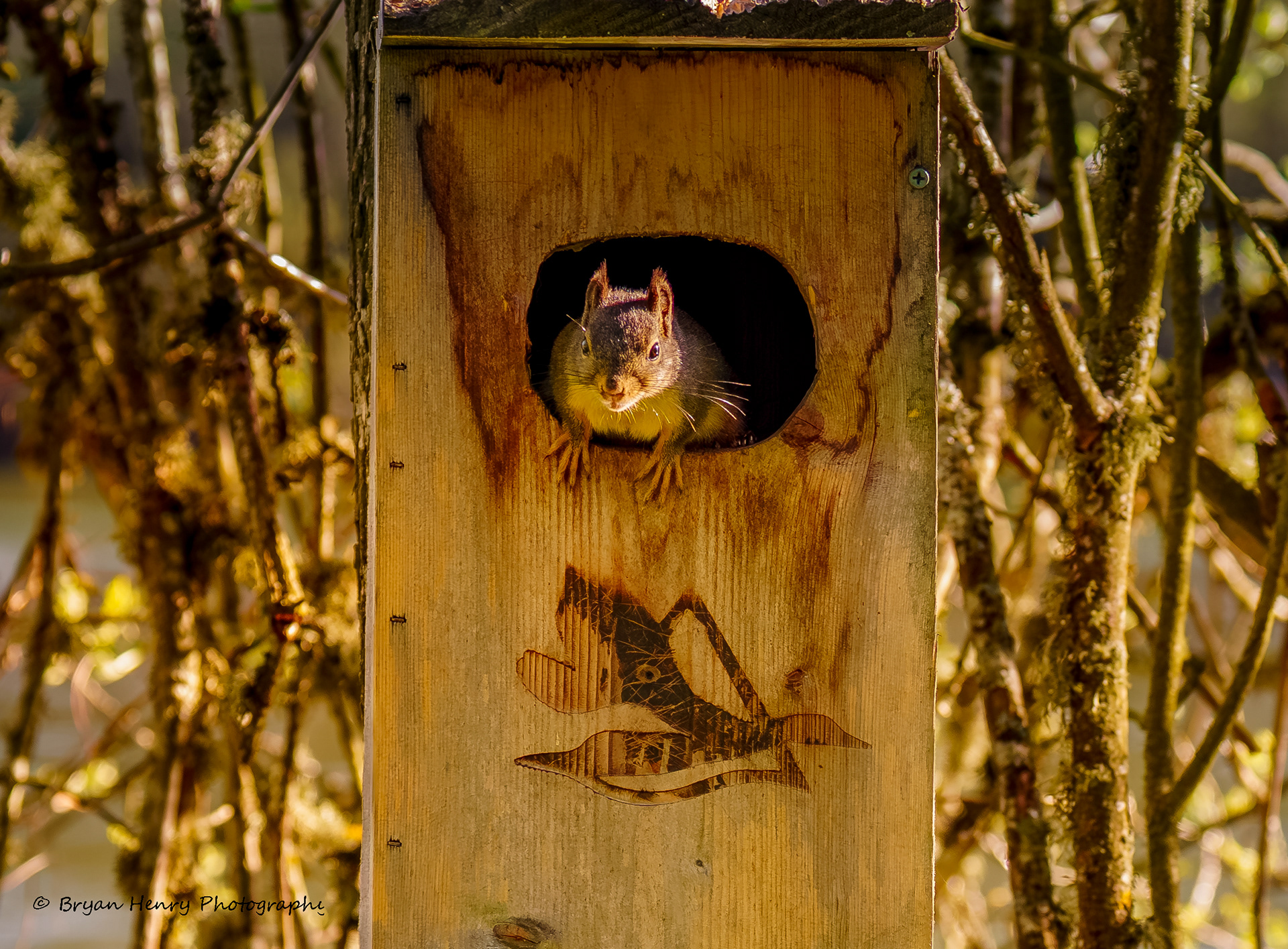 PeekABoo!