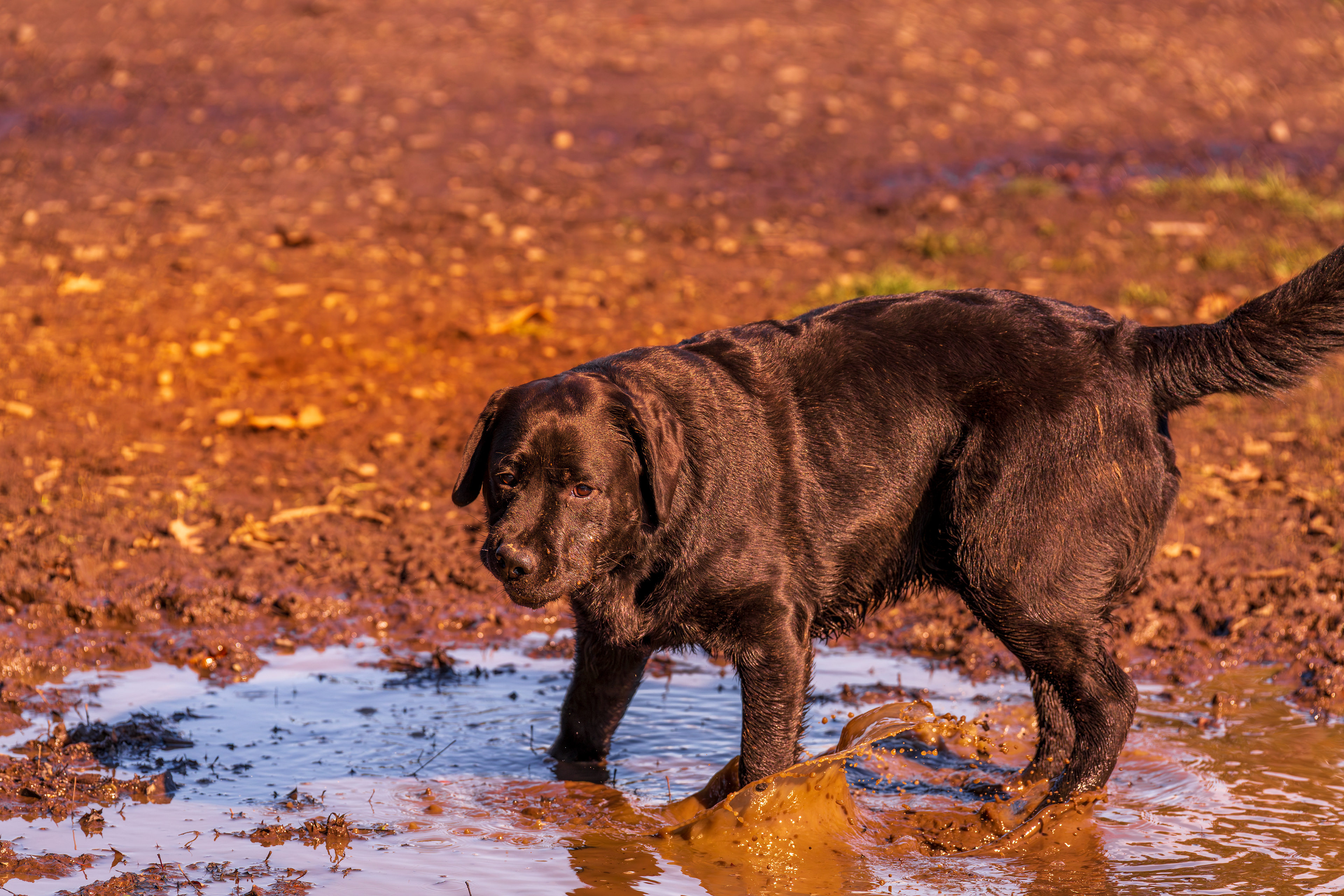 Just gave you a bath for the dog show