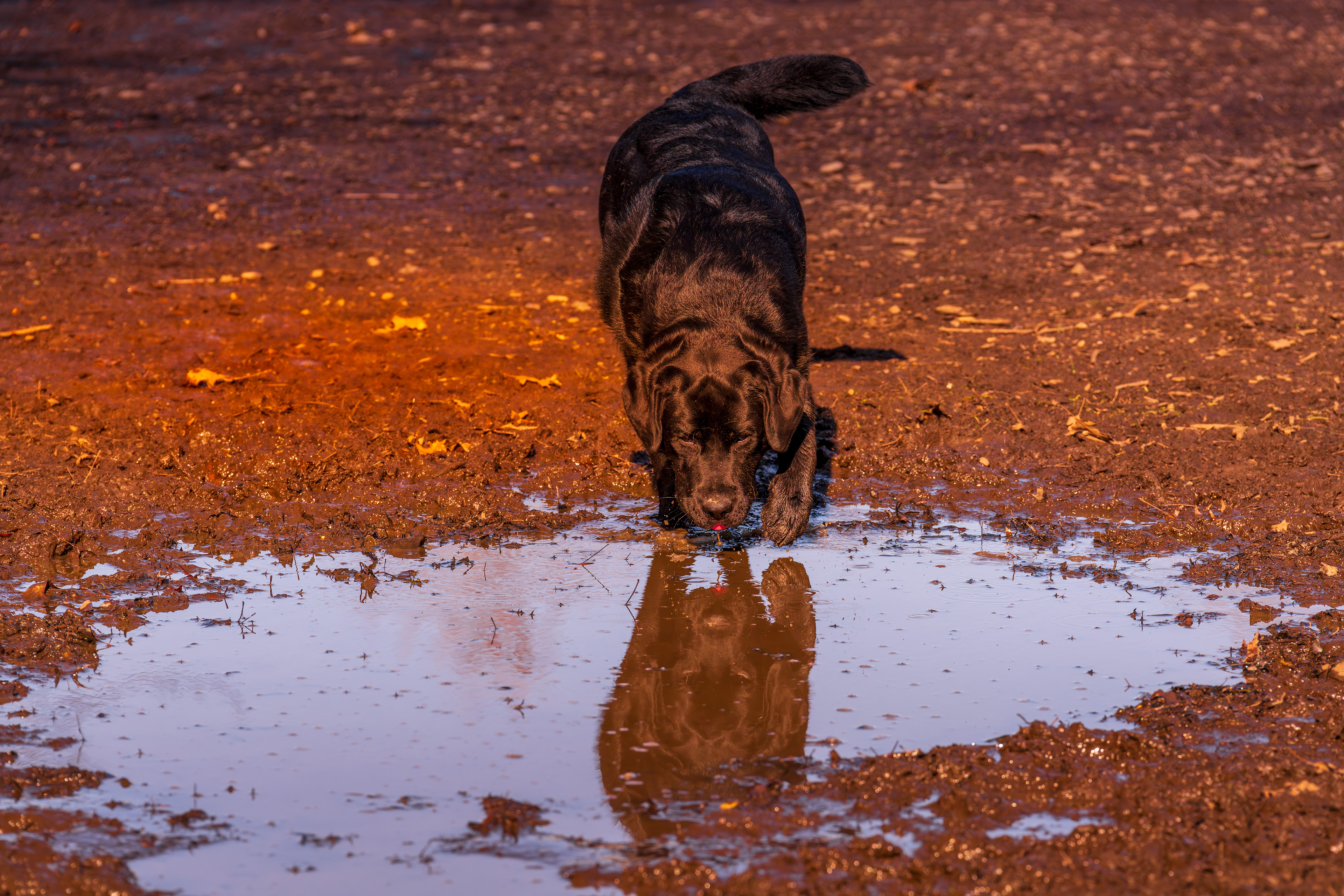 Tastes better with mud