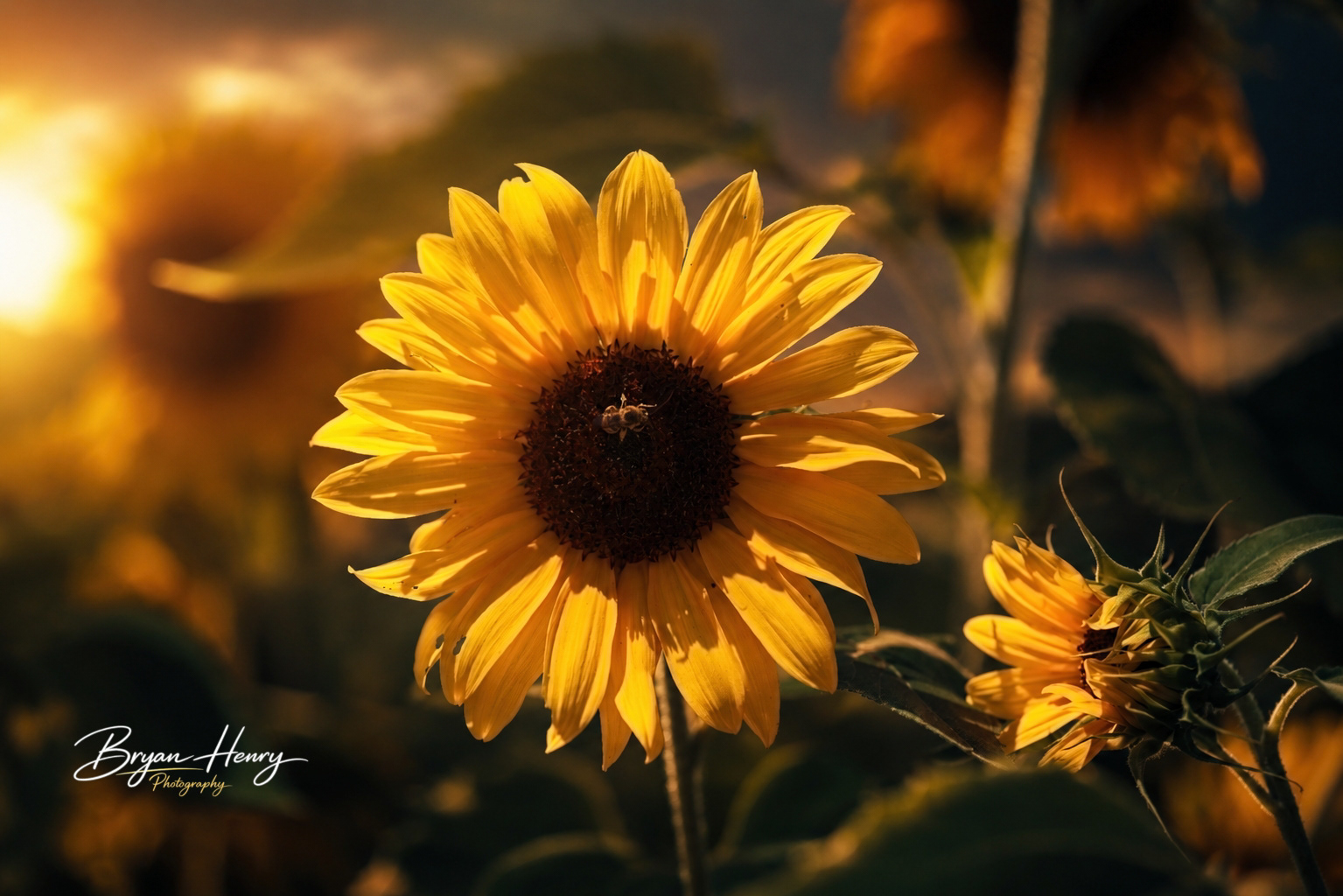 Sunflower Sunset