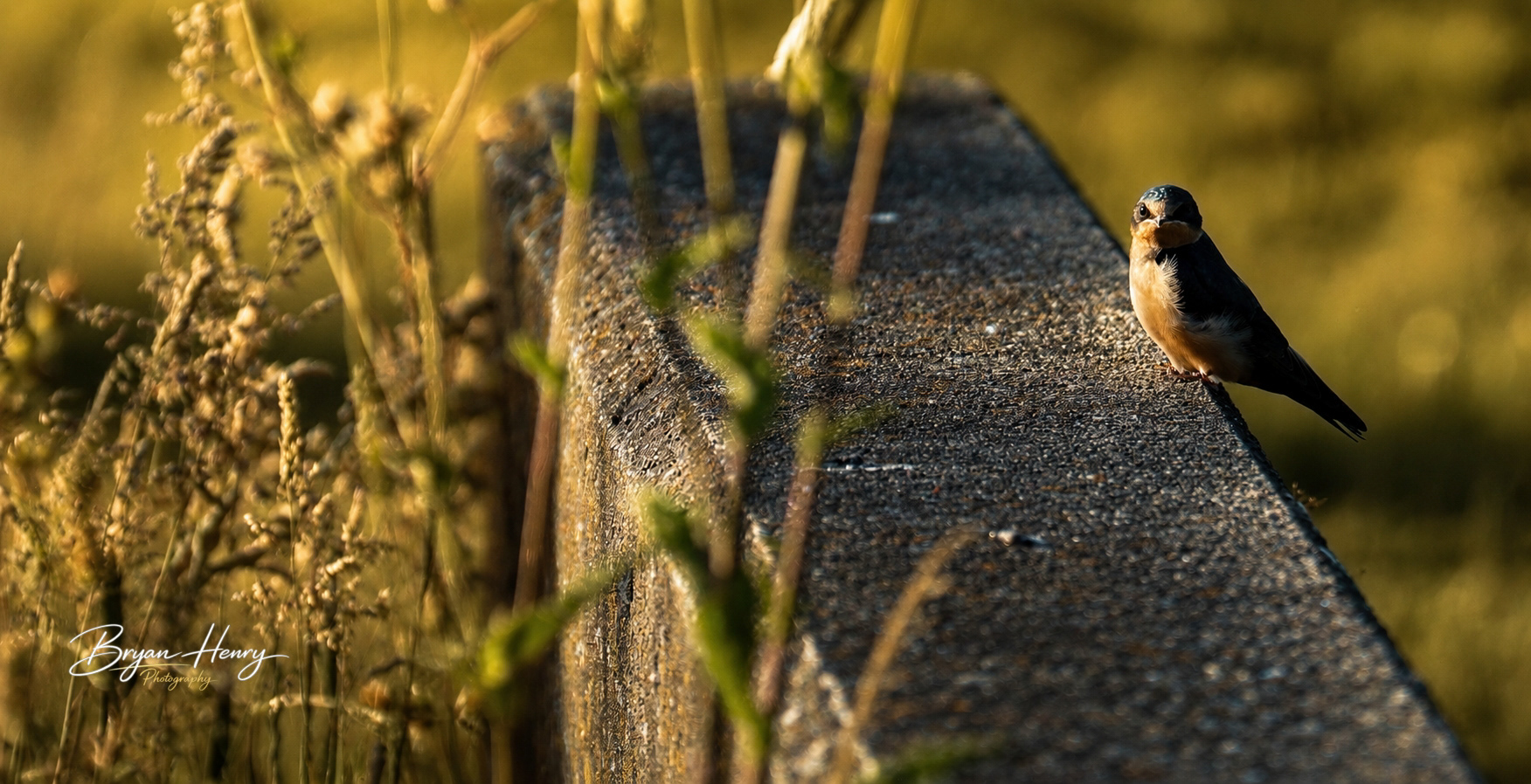 Sunset Perch