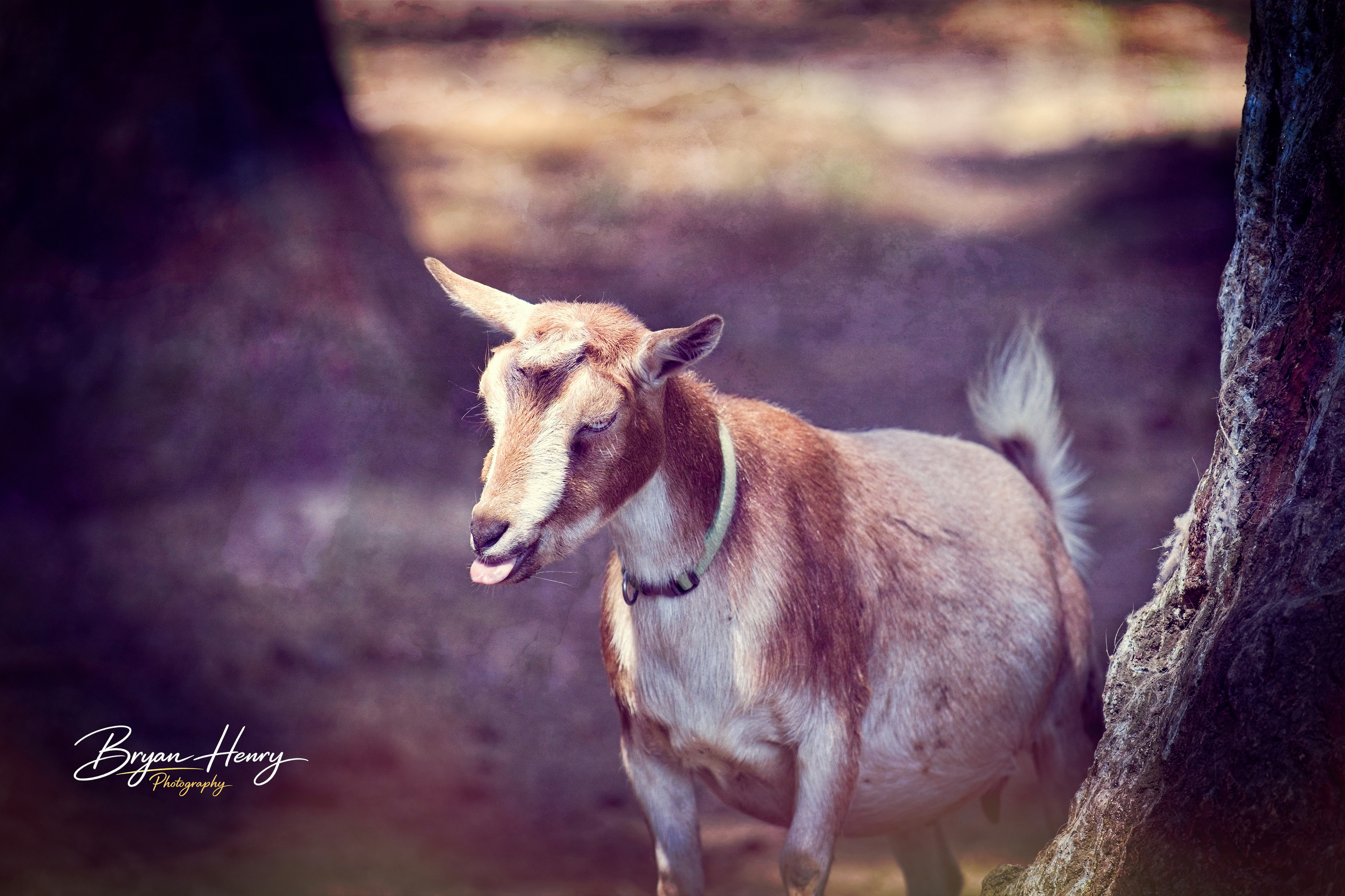 Sassy Goat