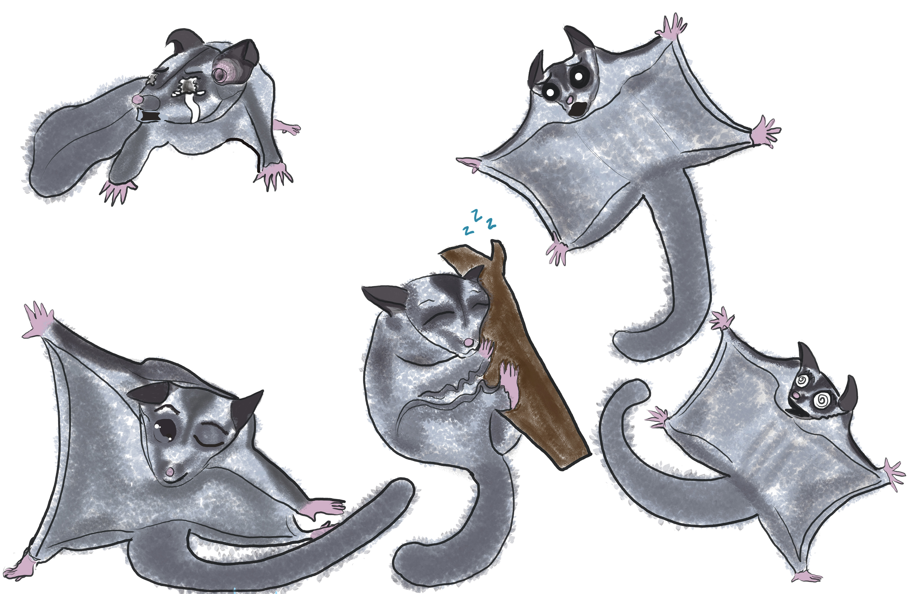 This is a set of character illustrations I did of a sugar glider. I colored it using Photoshop.