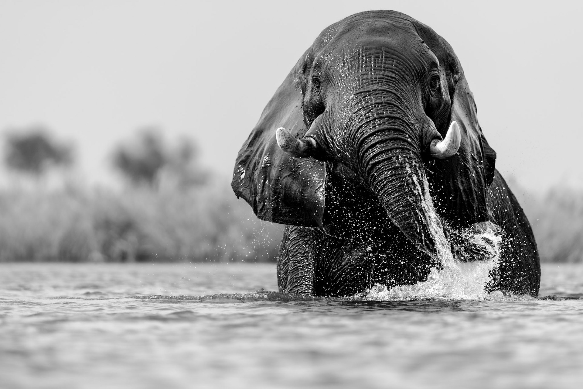 coming through III