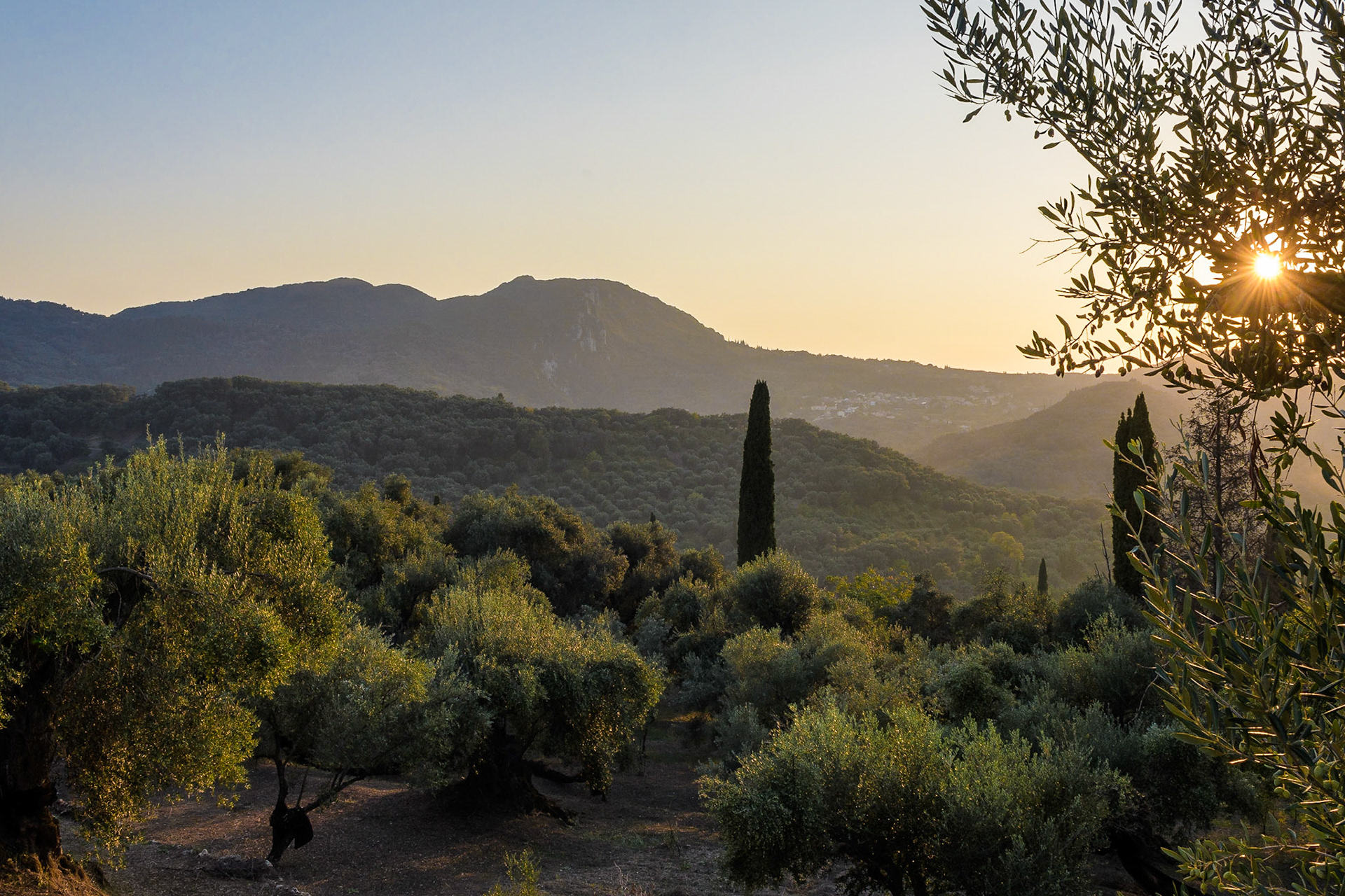 Olive Trees in Corfu