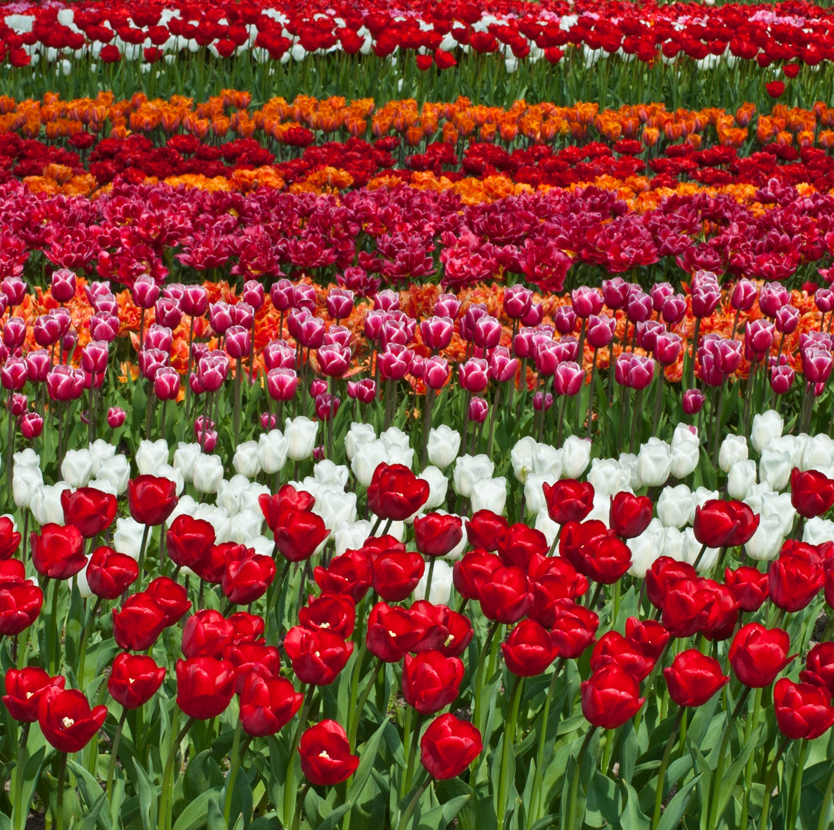 Tulips, Keukenhof