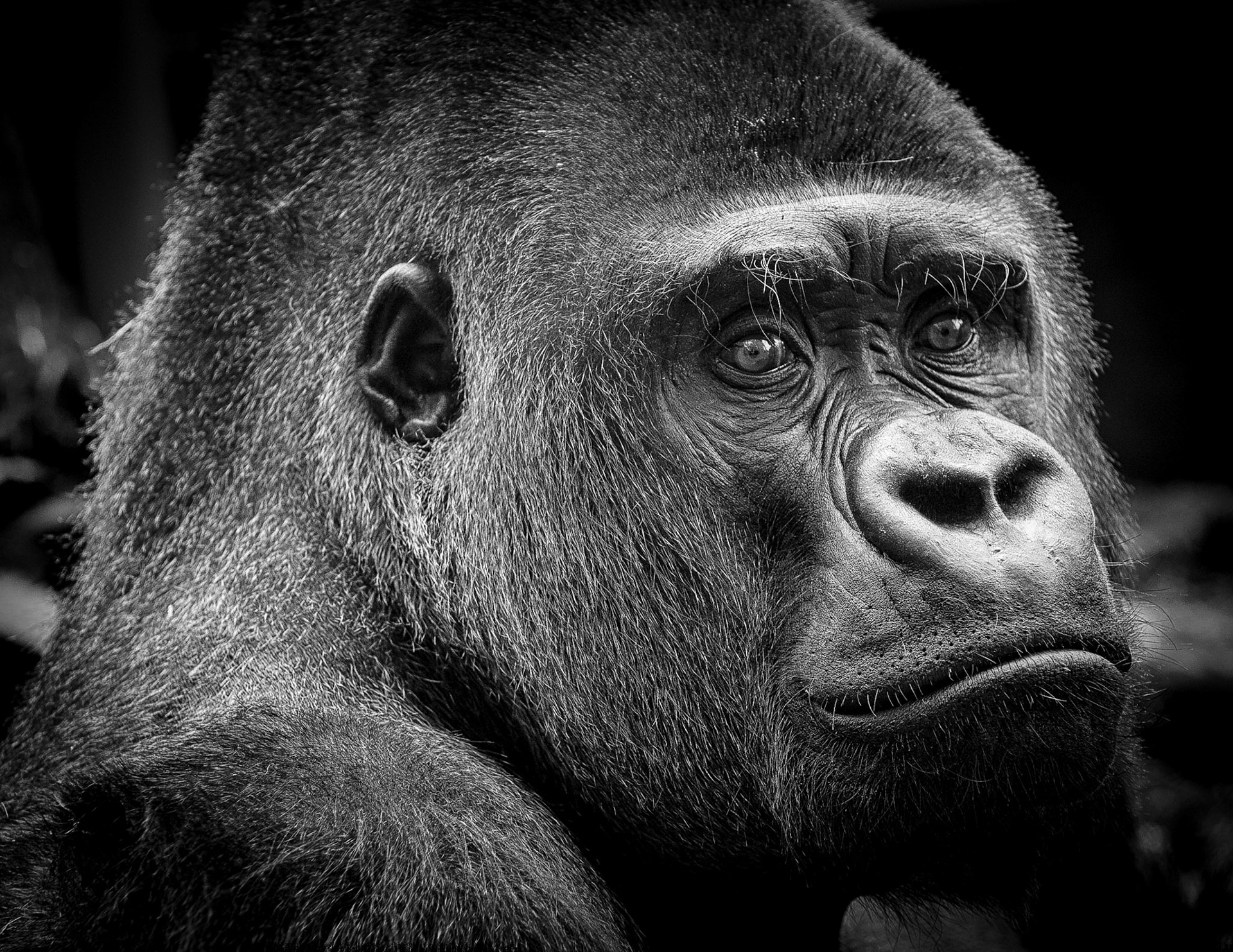 Headshot of Badongo (Silverback gorilla) at the Durrell Wildlife Conservation Trust Jersey