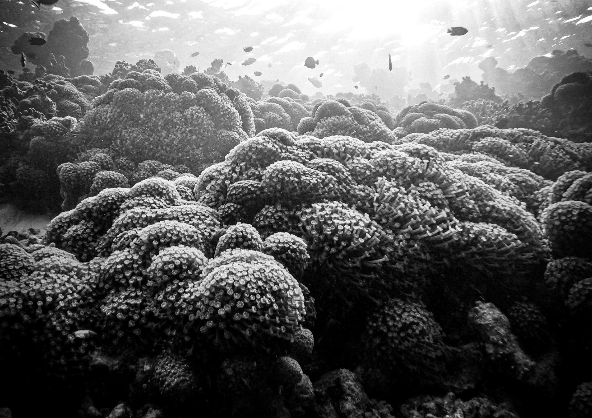 Underwater Bloom