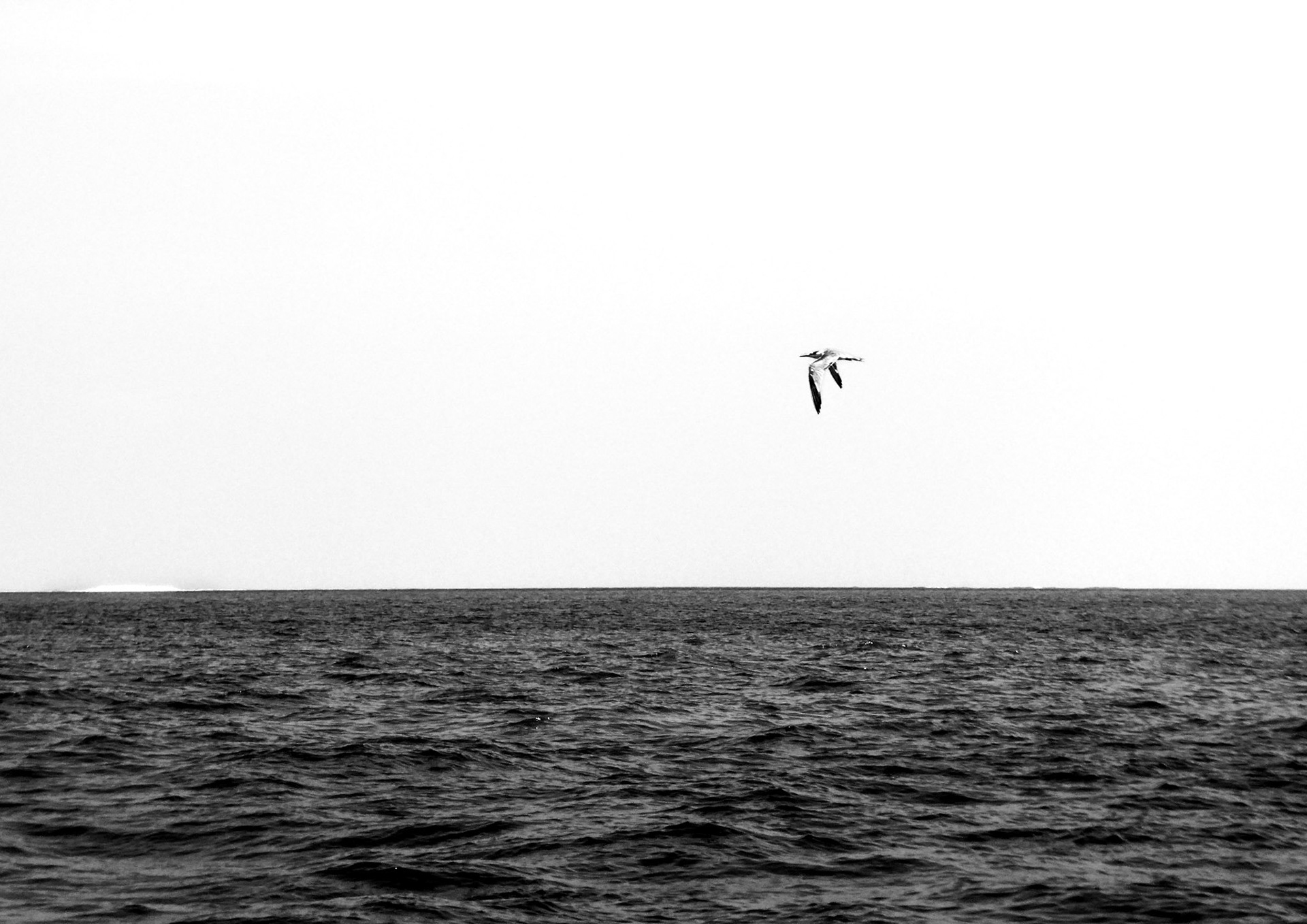 Solitary Flight
