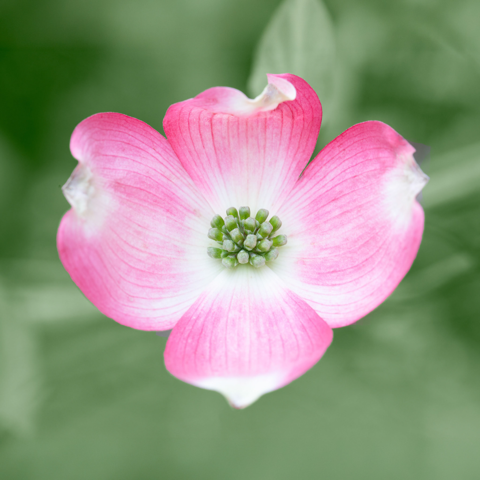 Photo:  B-2019-0193
