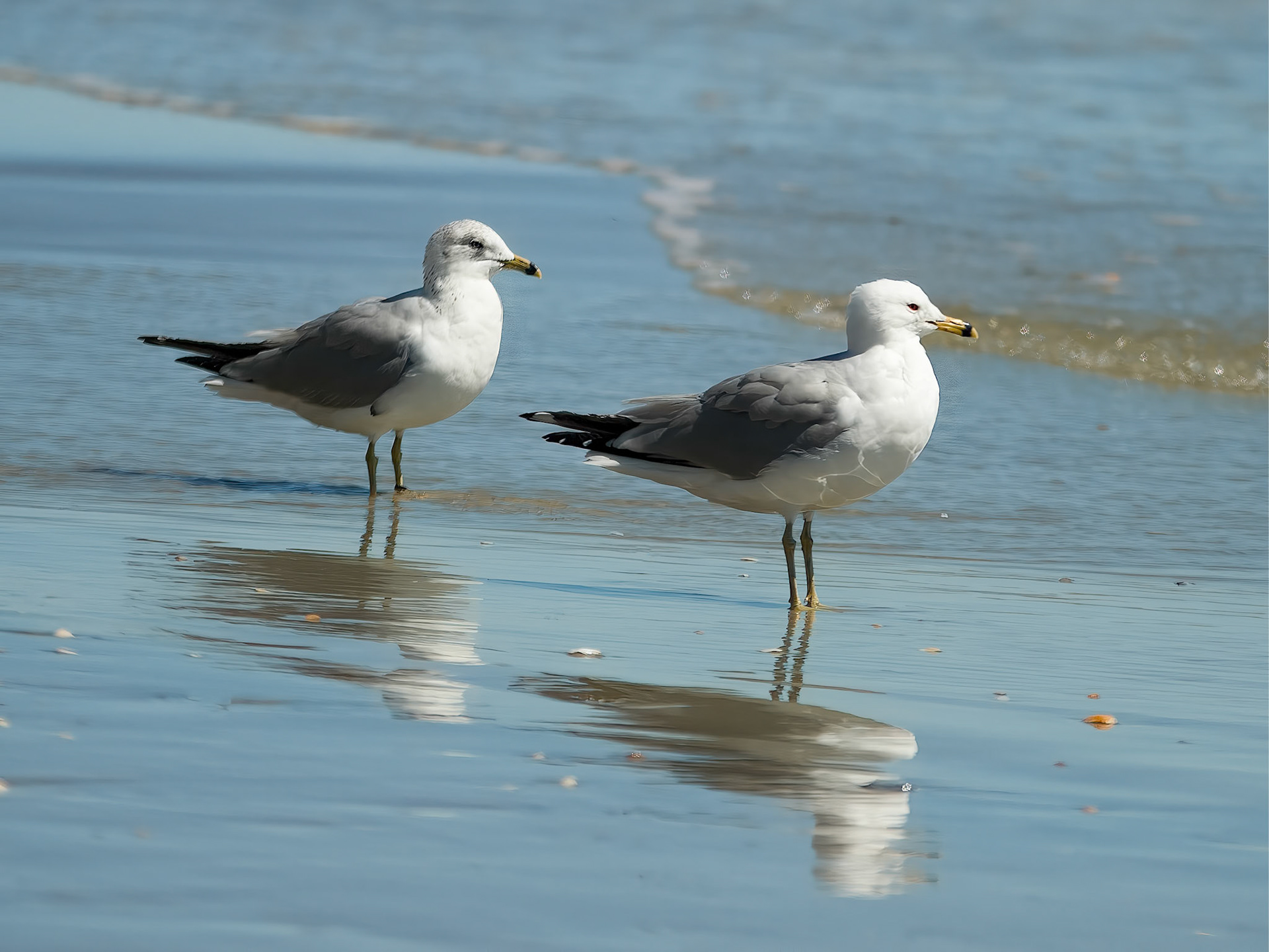 Photo:  B-2014-0019