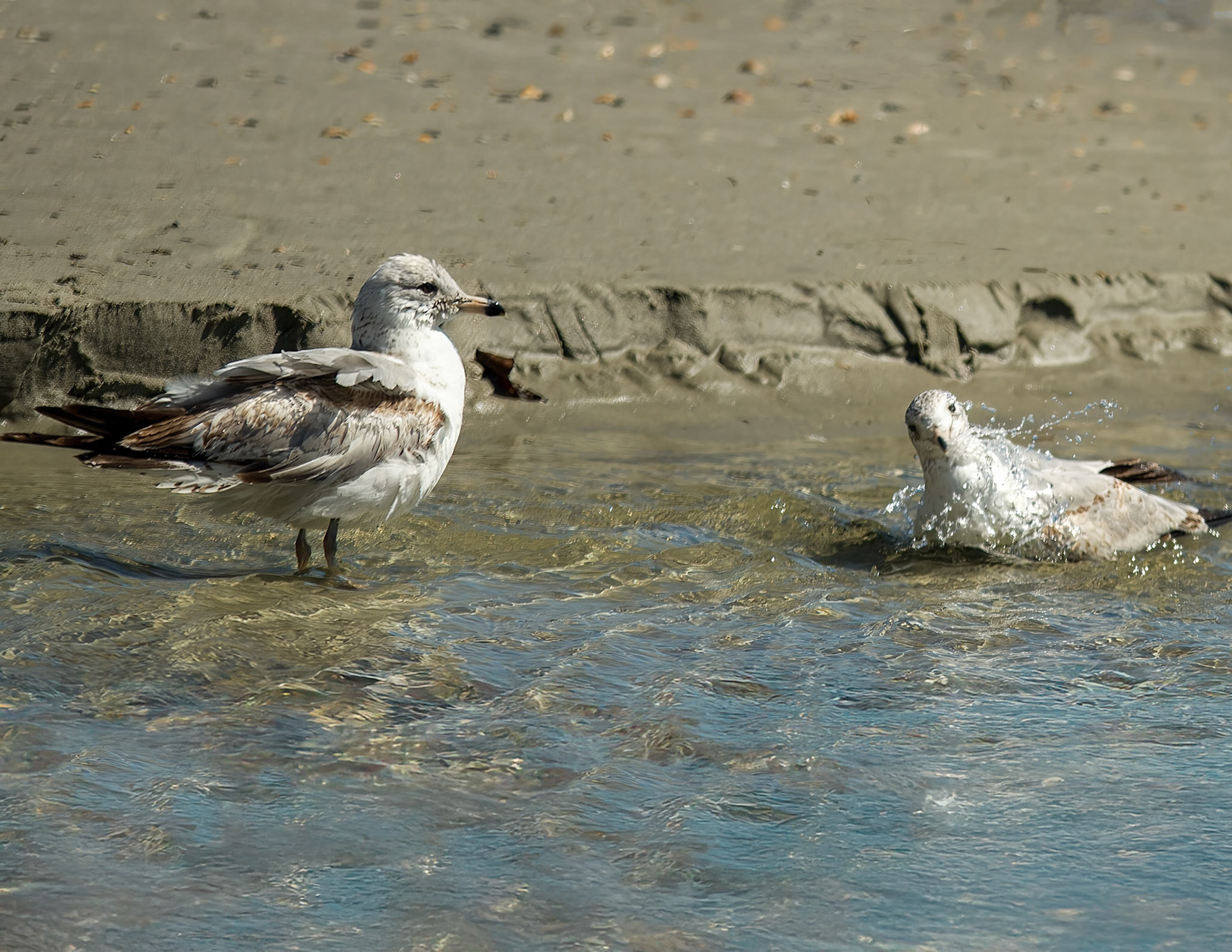 Photo:  B-2014-0020