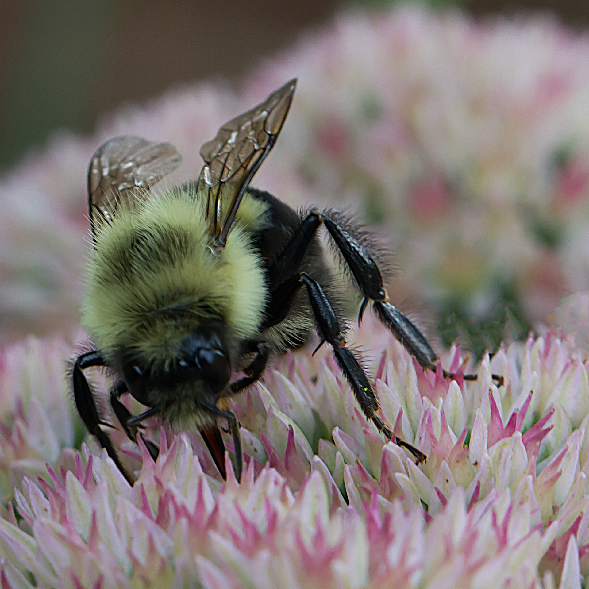 Photo:  B-2013-0013
