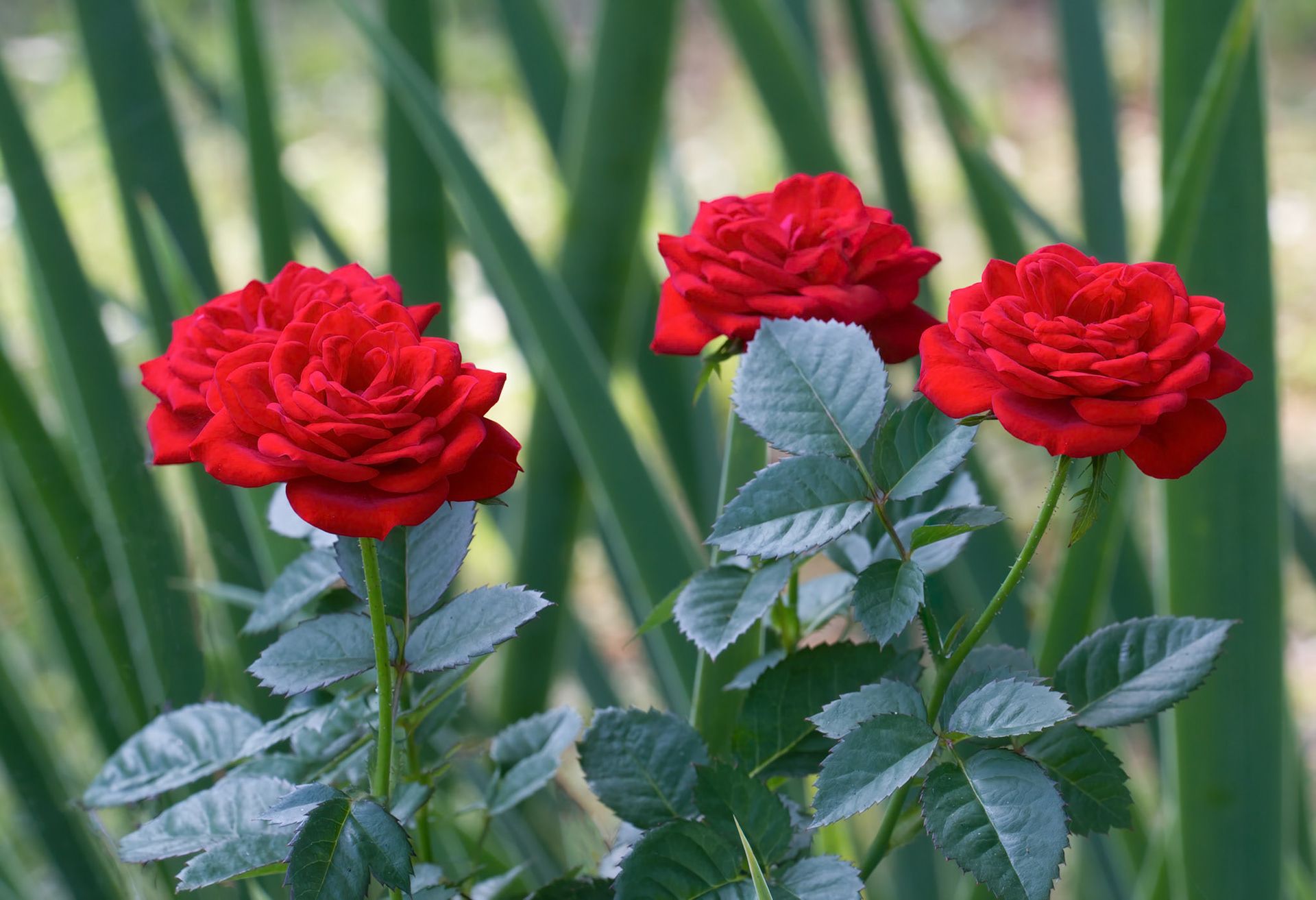Photo:  B-2013-0011-2