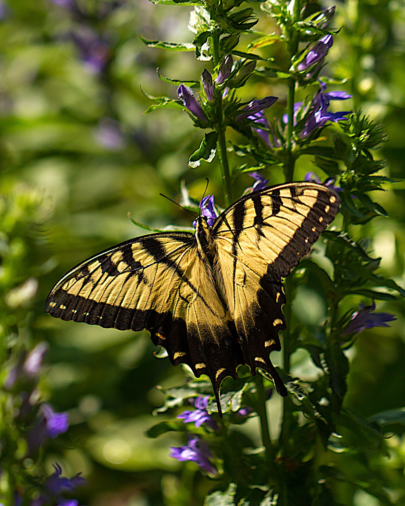 Photo:  B-2015-0037
