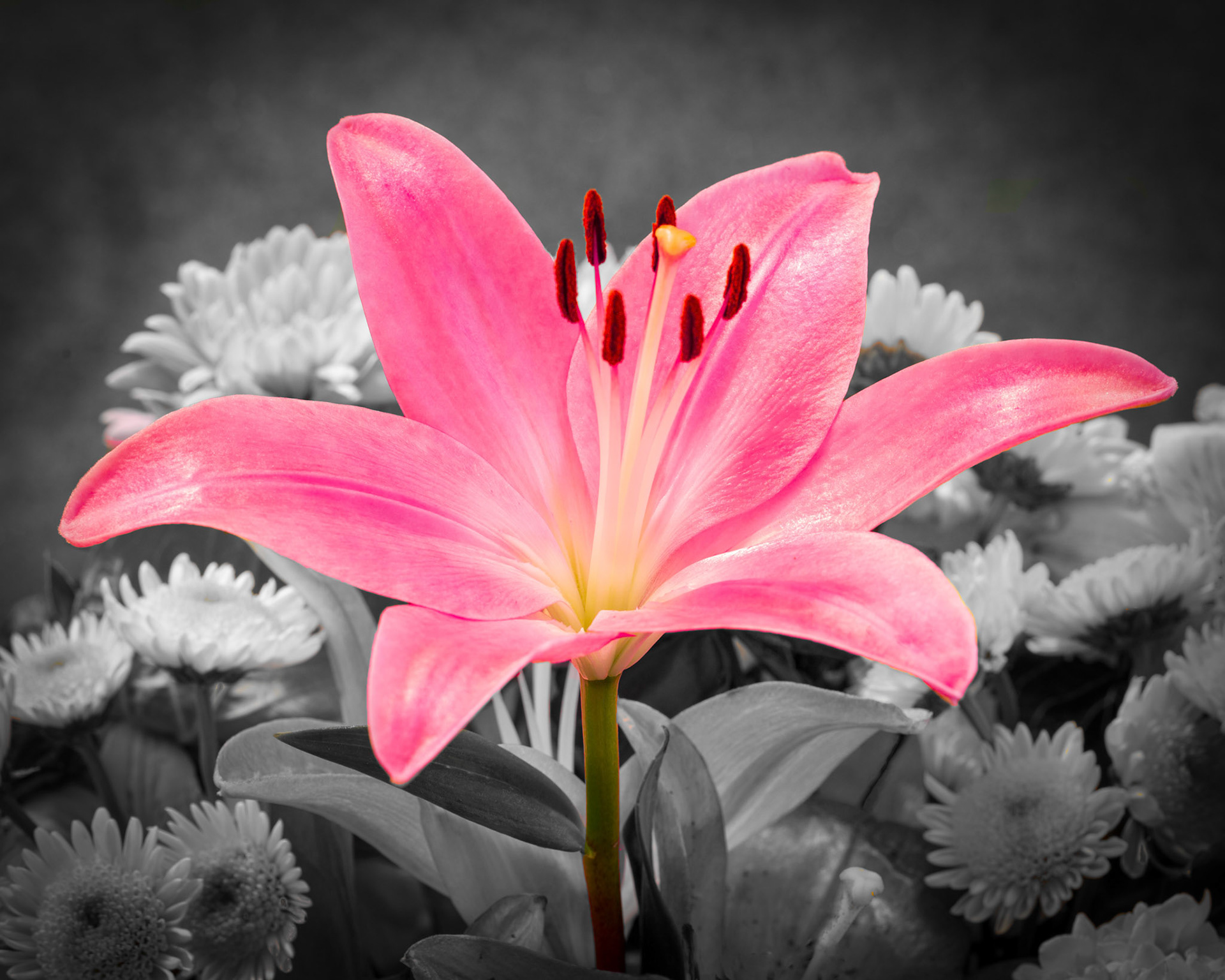 Photo:  B-2019-0191